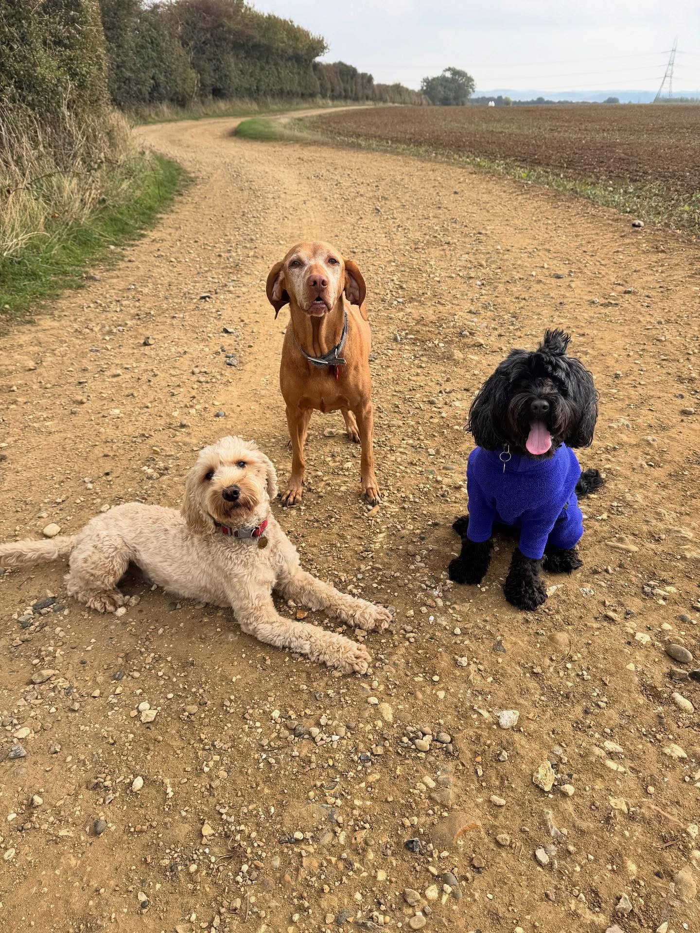 Dogs out with Wright's Dog Walking