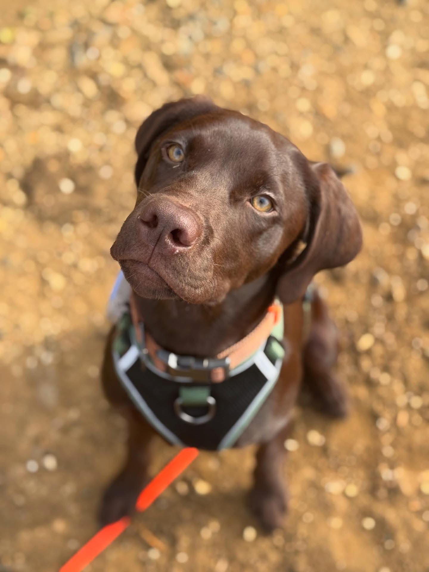 Dogs out with Wright's Dog Walking