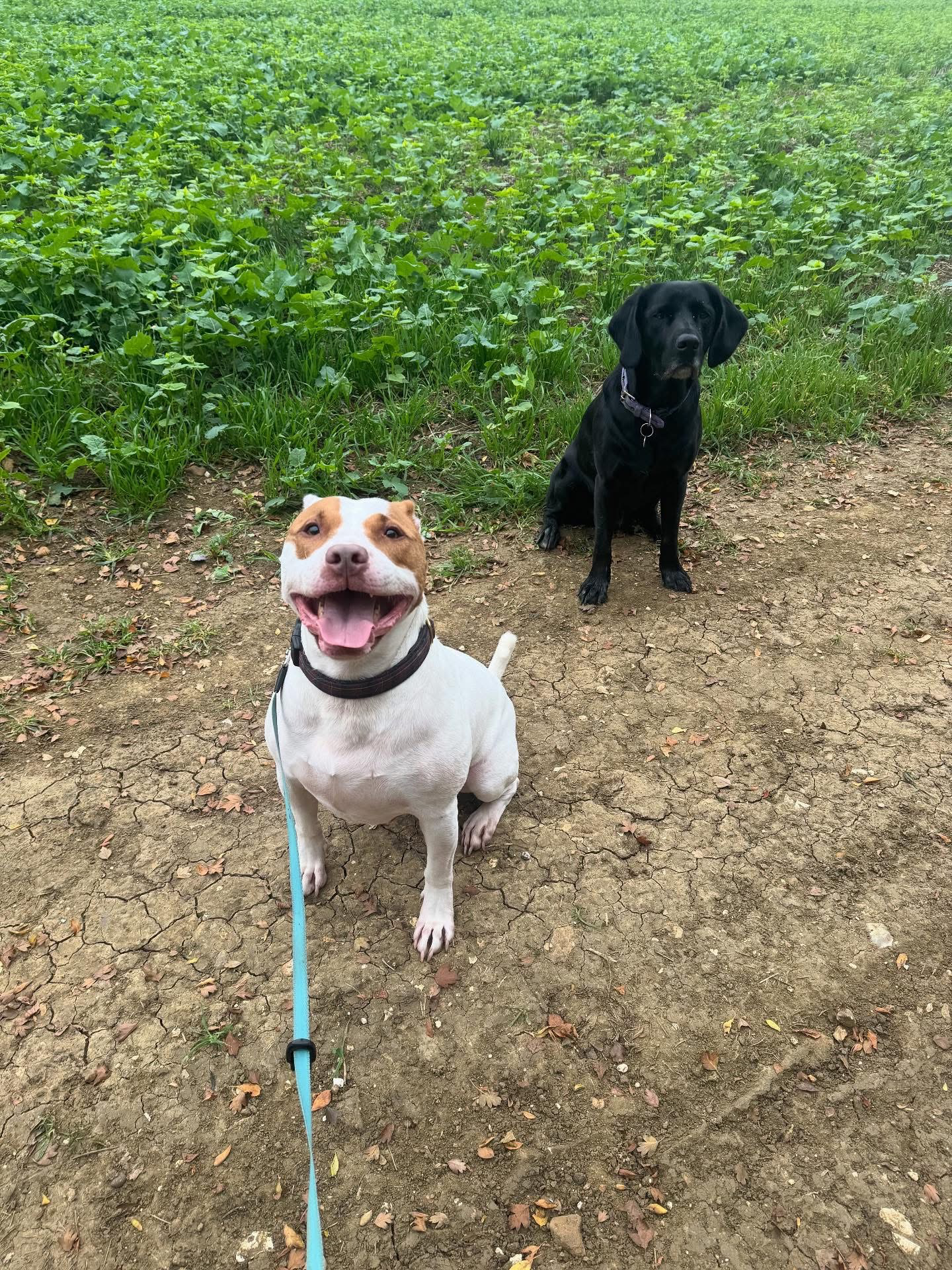 Dogs out with Wright's Dog Walking