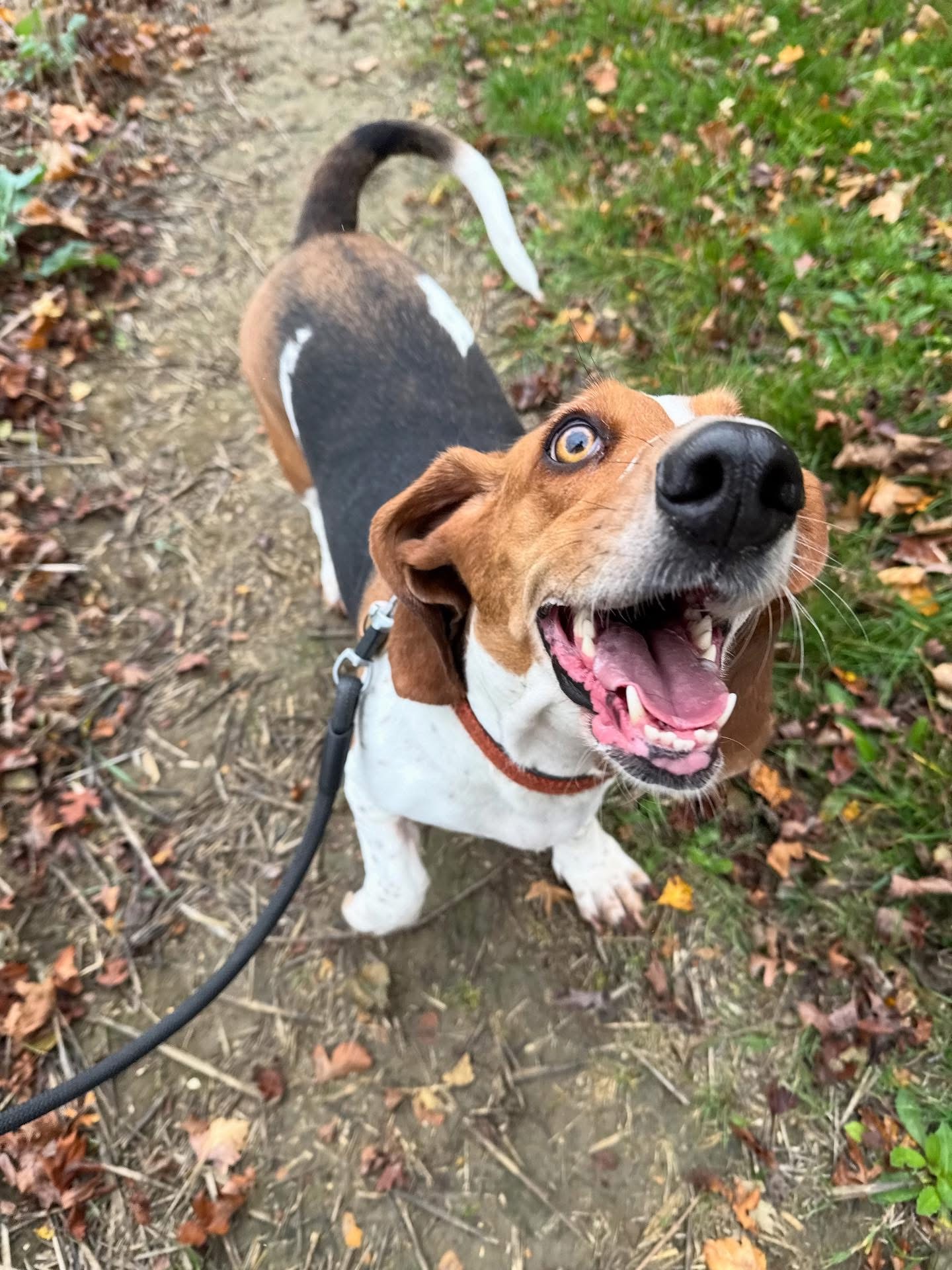 Dogs out with Wright's Dog Walking