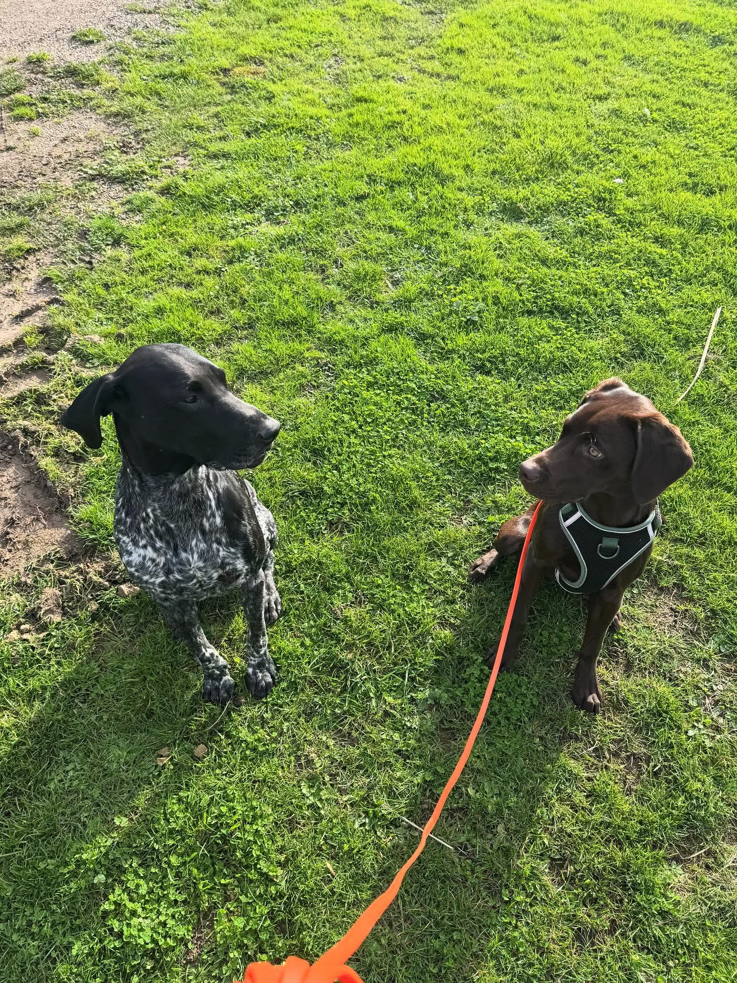 Dogs out with Wright's Dog Walking