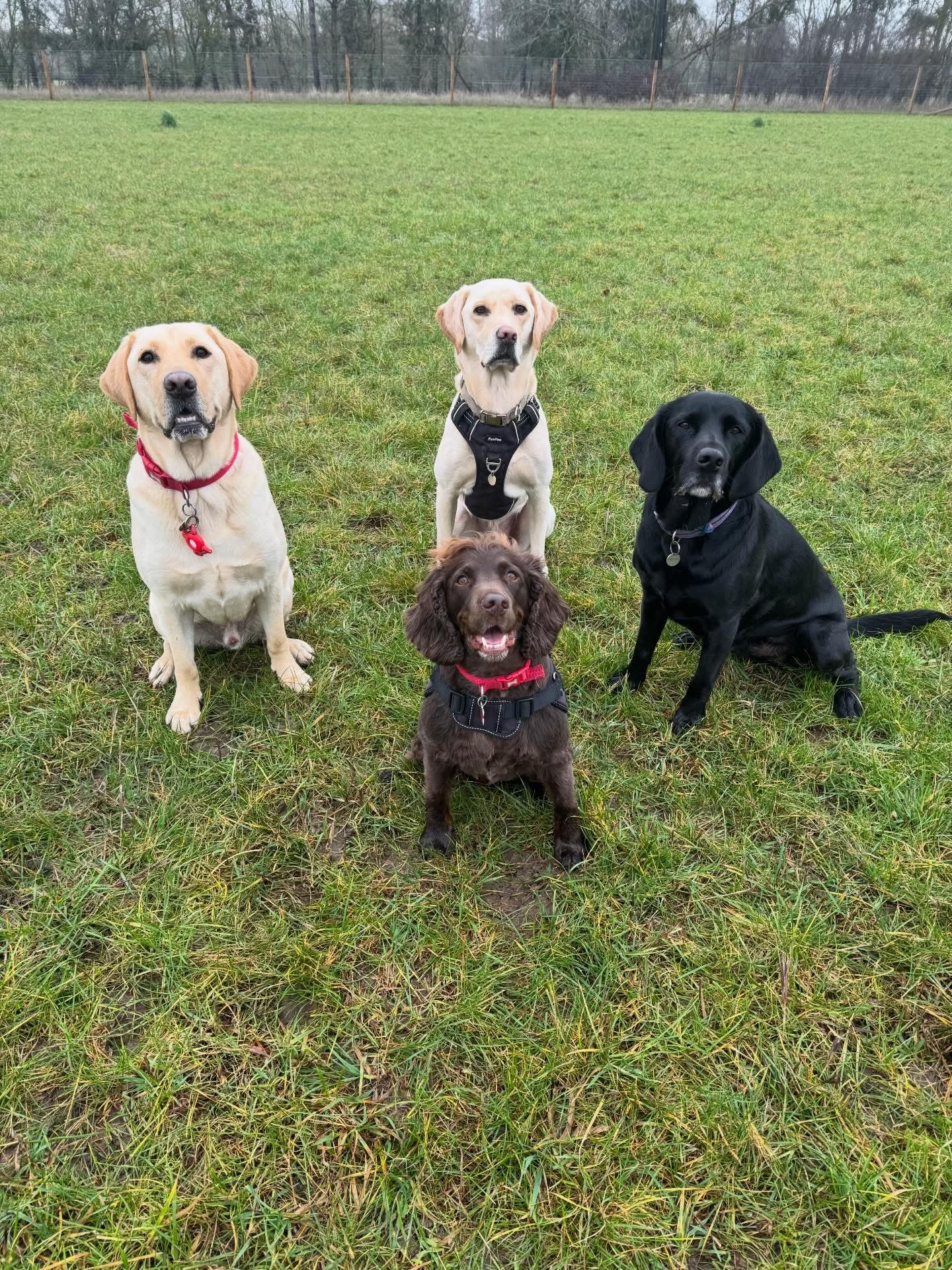 Dogs out with Wright's Dog Walking