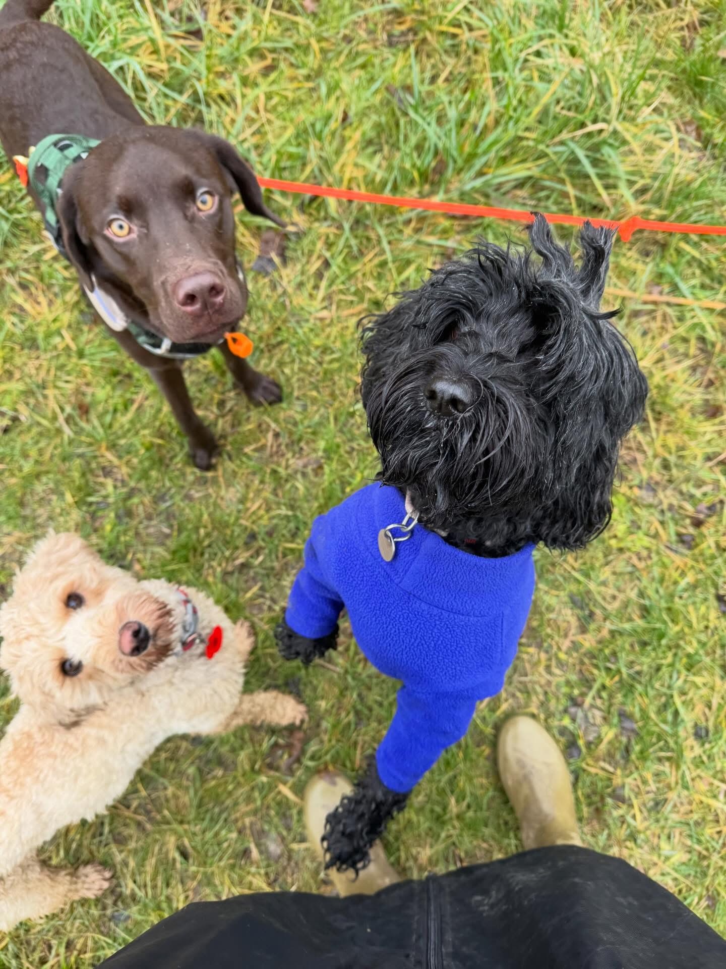 Dogs out with Wright's Dog Walking