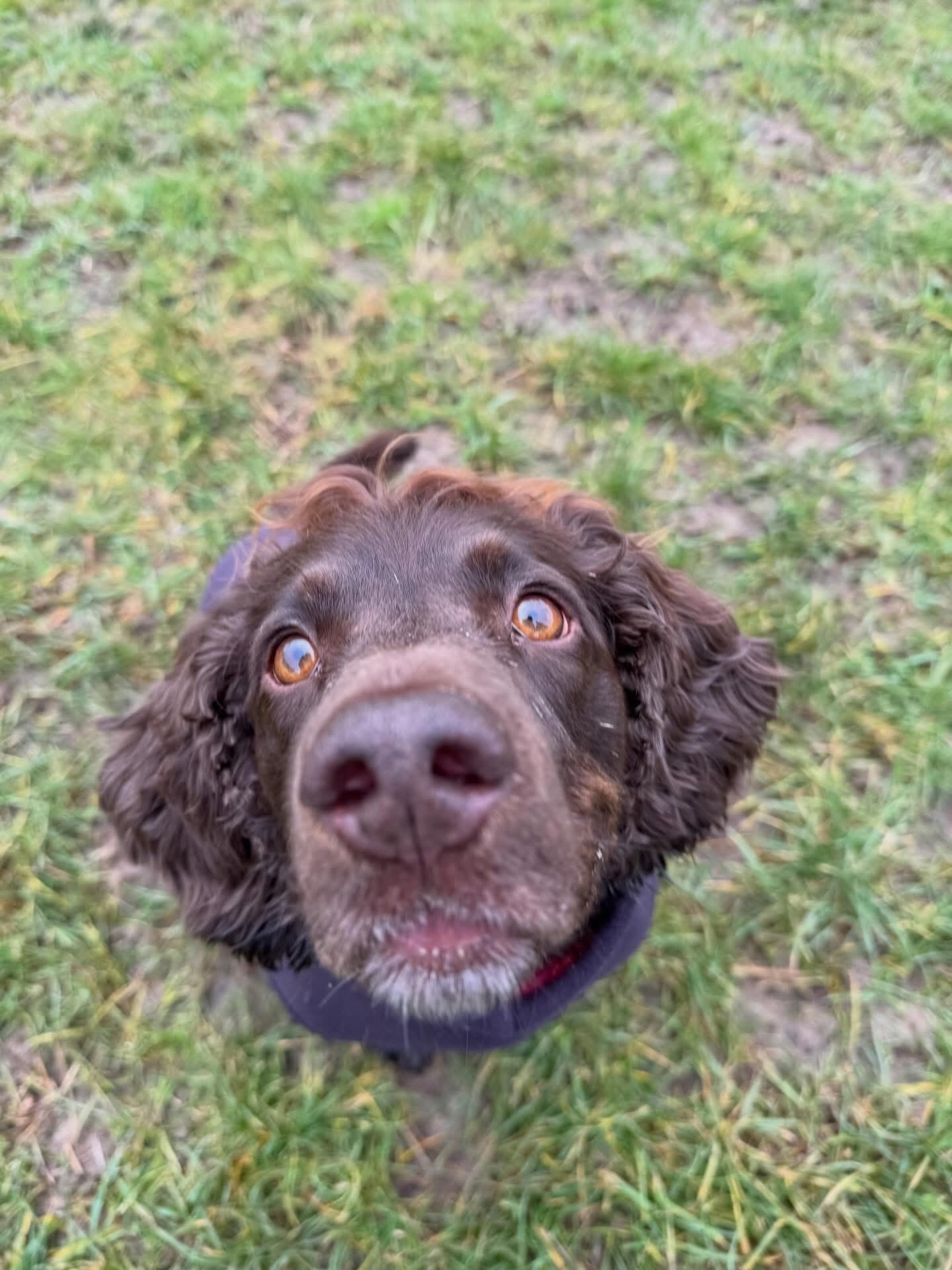 Dogs out with Wright's Dog Walking
