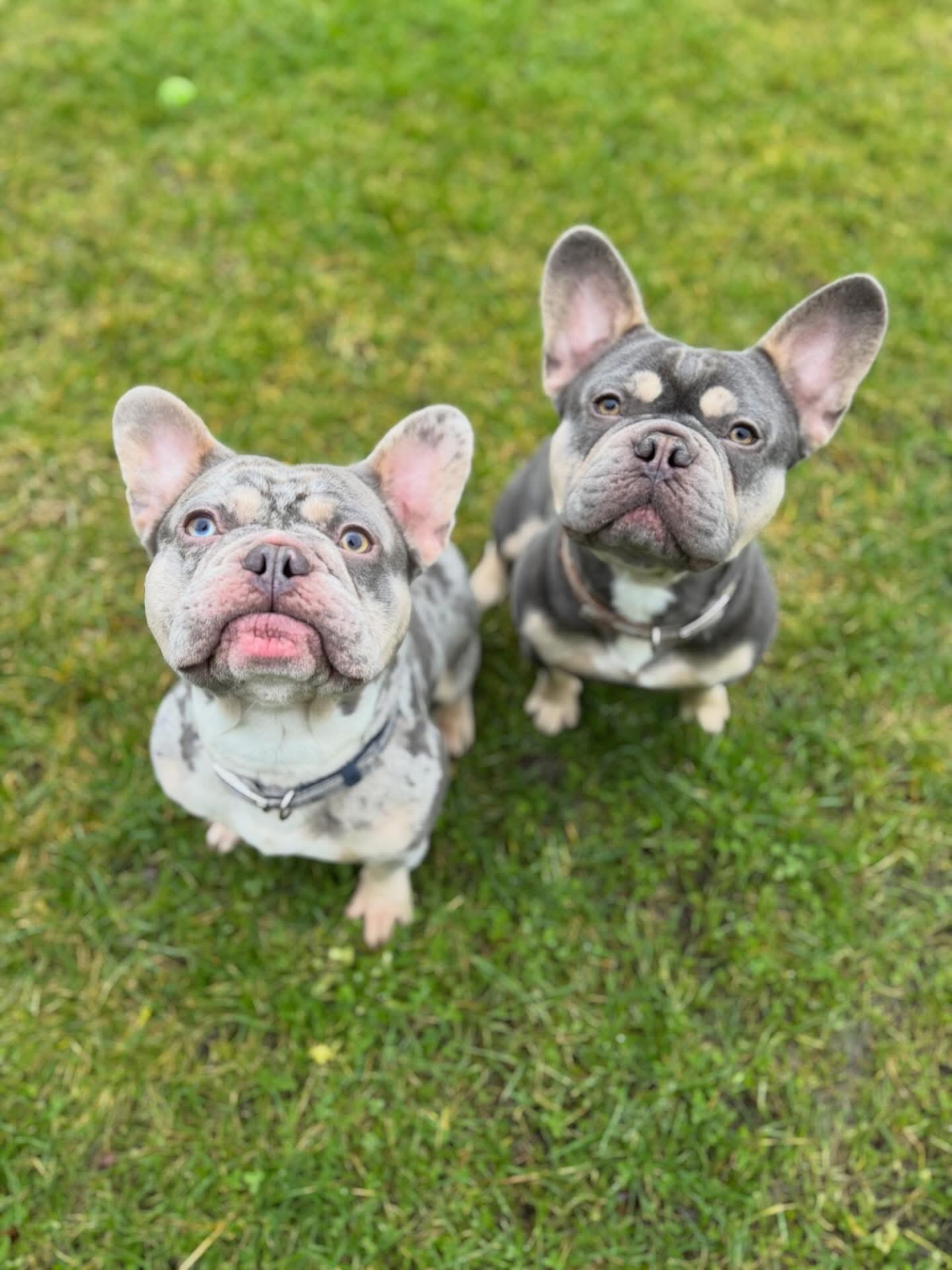 Dogs out with Wright's Dog Walking