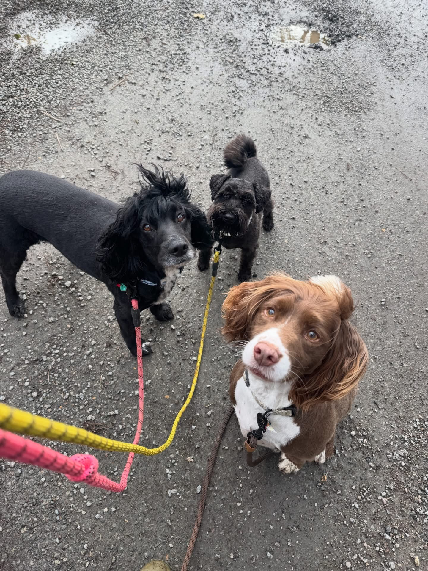 Dogs out with Wright's Dog Walking