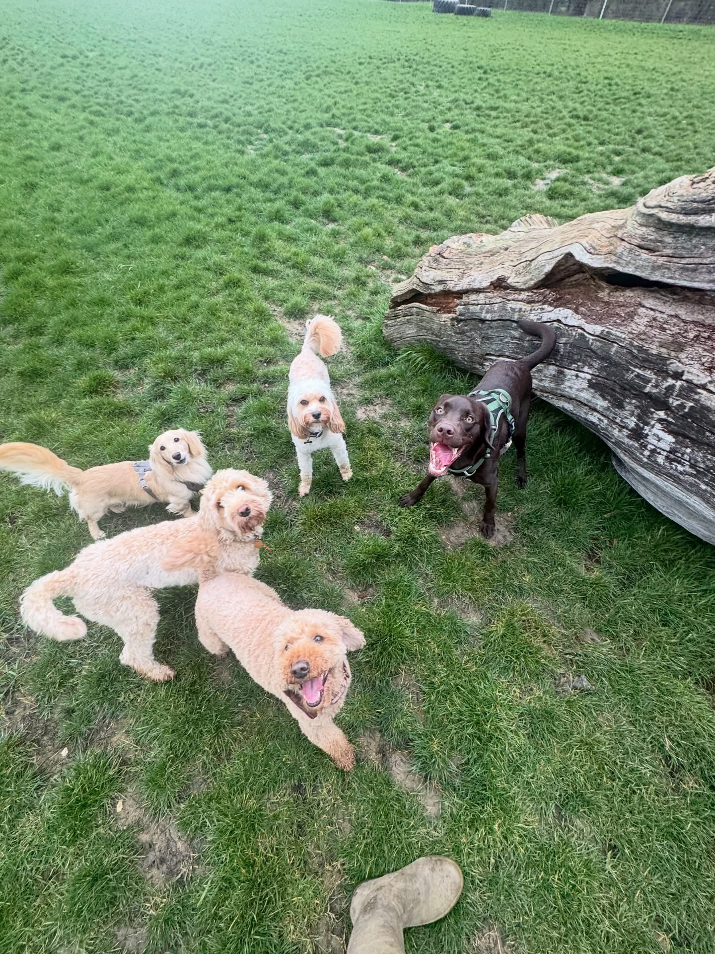 Dogs out with Wright's Dog Walking