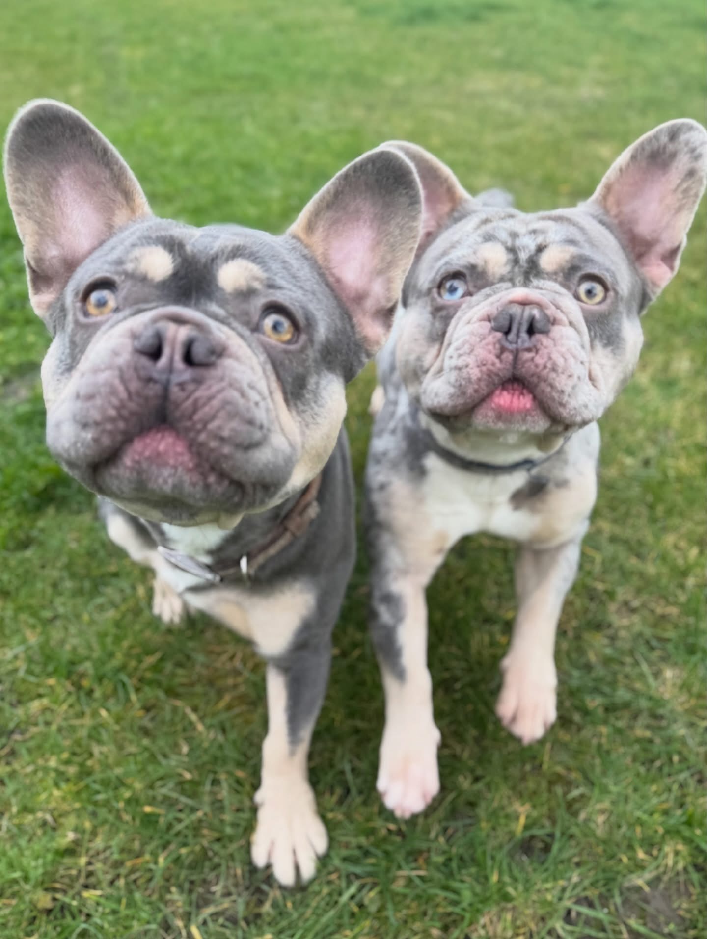 Dogs out with Wright's Dog Walking
