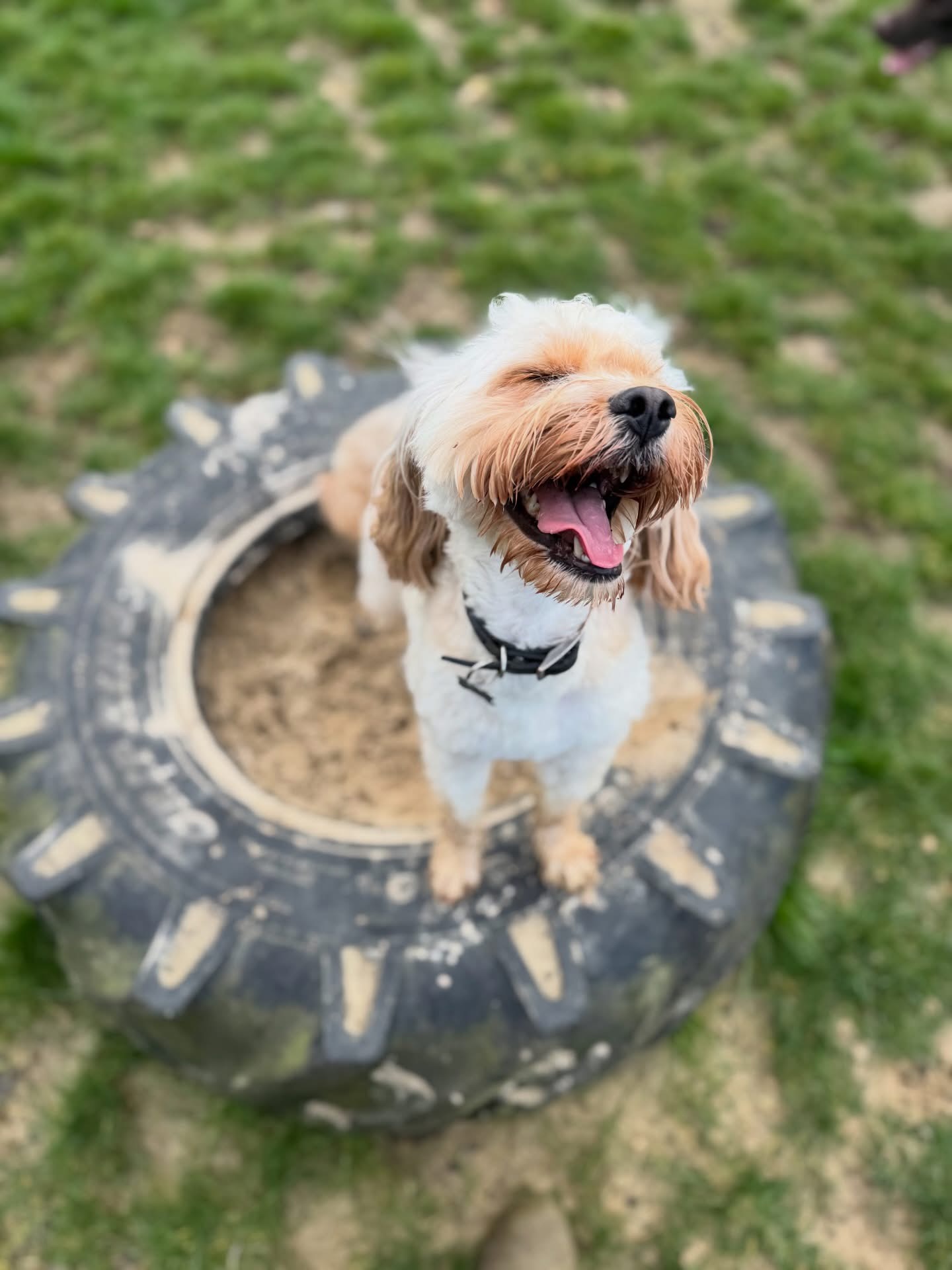 Dogs out with Wright's Dog Walking