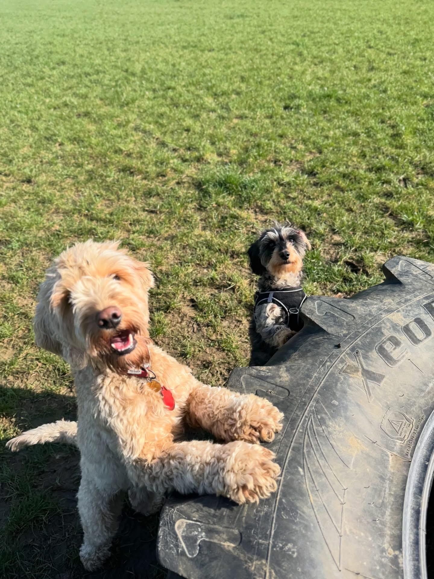 Dogs out with Wright's Dog Walking