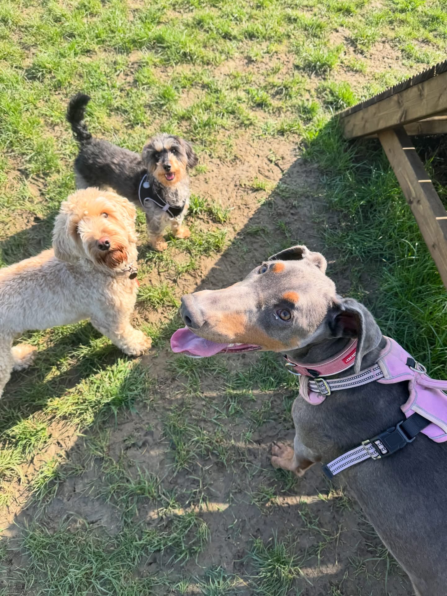 Dogs out with Wright's Dog Walking