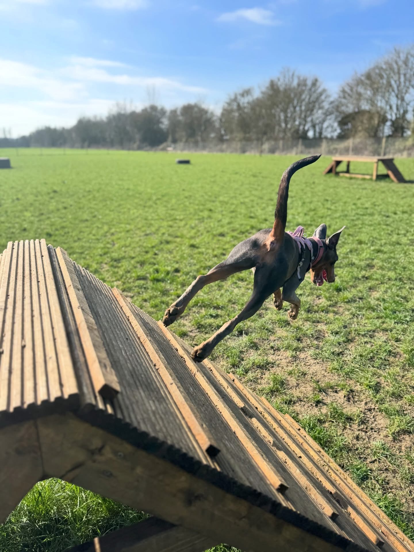 Dogs out with Wright's Dog Walking