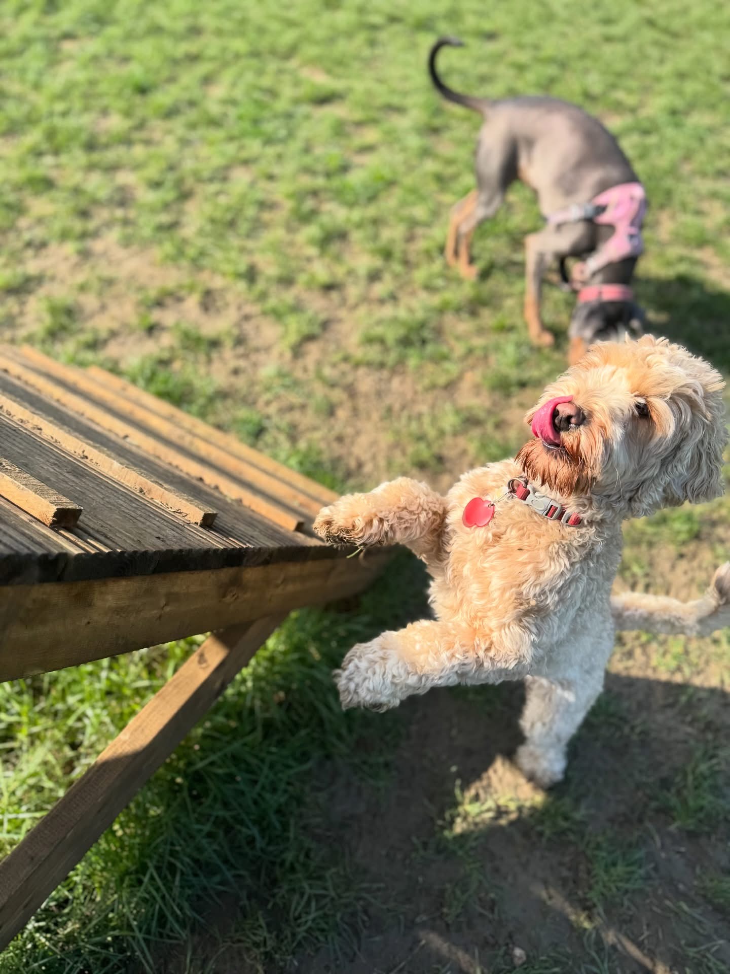 Dogs out with Wright's Dog Walking