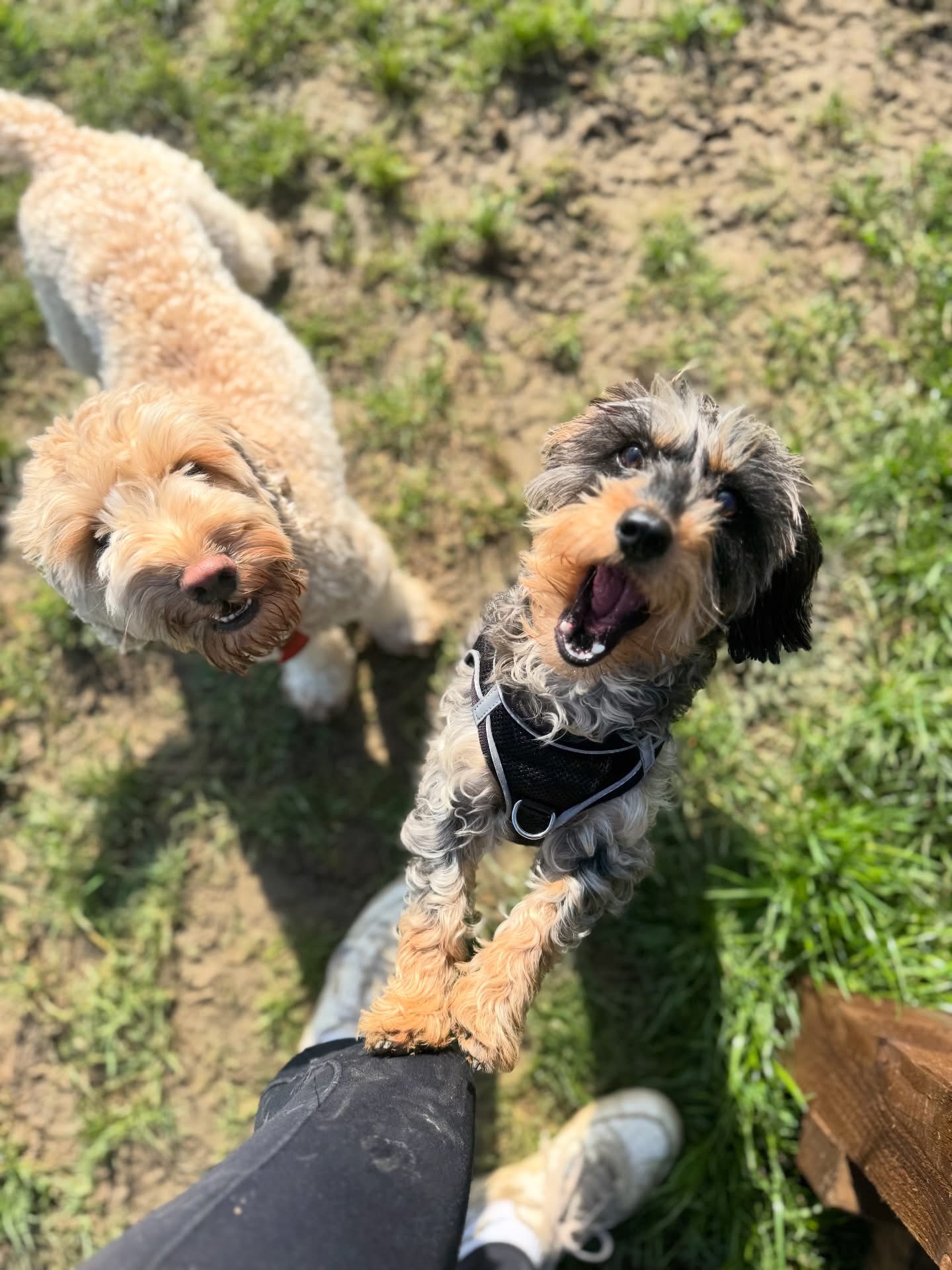 Dogs out with Wright's Dog Walking