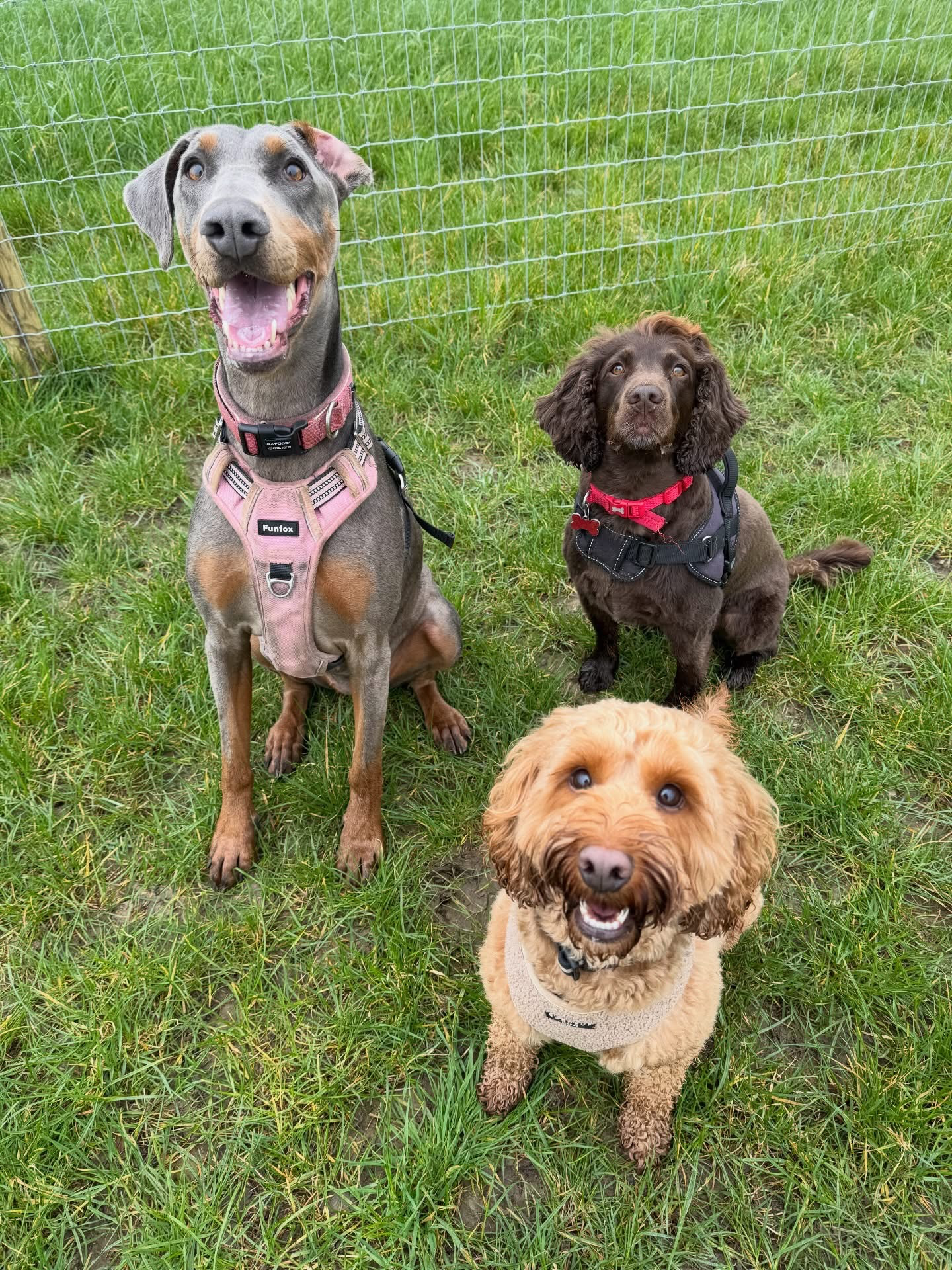 Dogs out with Wright's Dog Walking