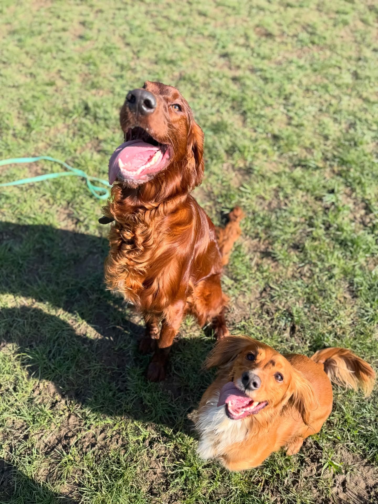 Dogs out with Wright's Dog Walking