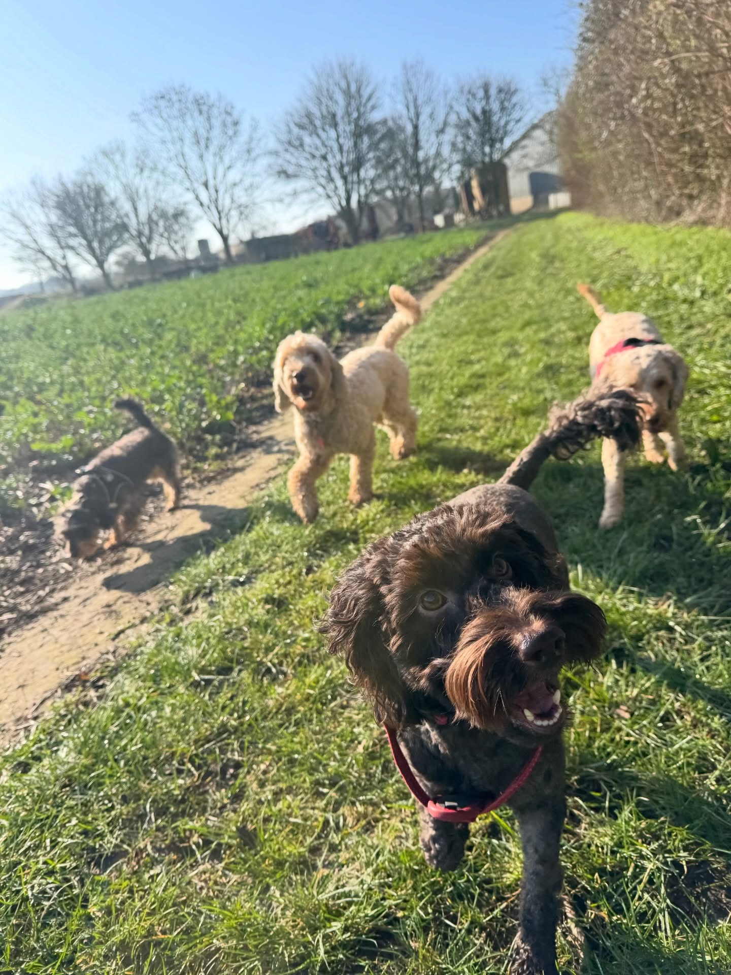 Dogs out with Wright's Dog Walking