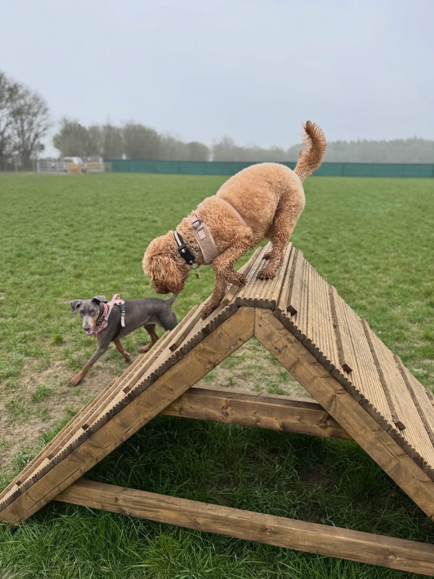 Dogs out with Wright's Dog Walking