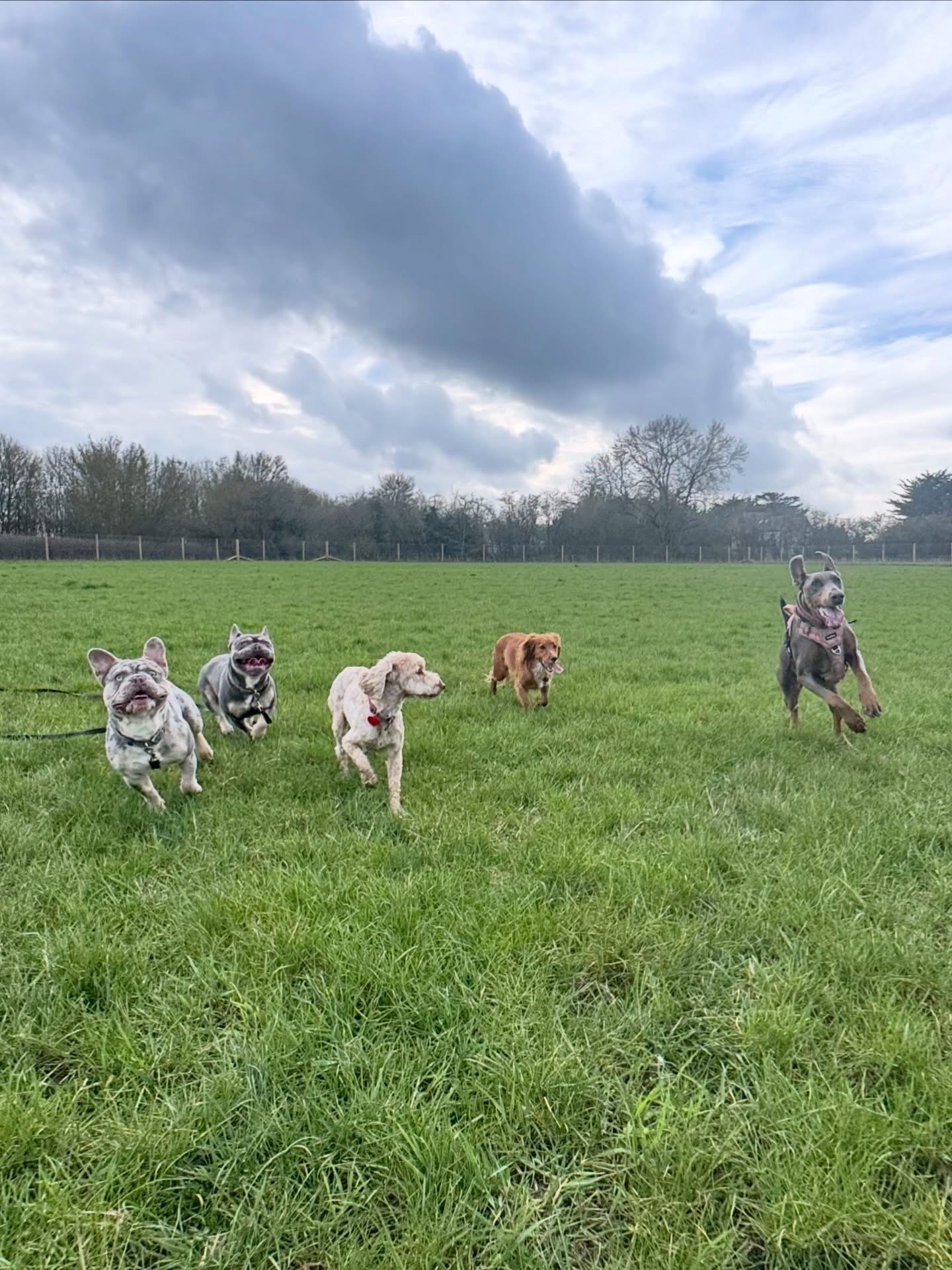 Dogs out with Wright's Dog Walking