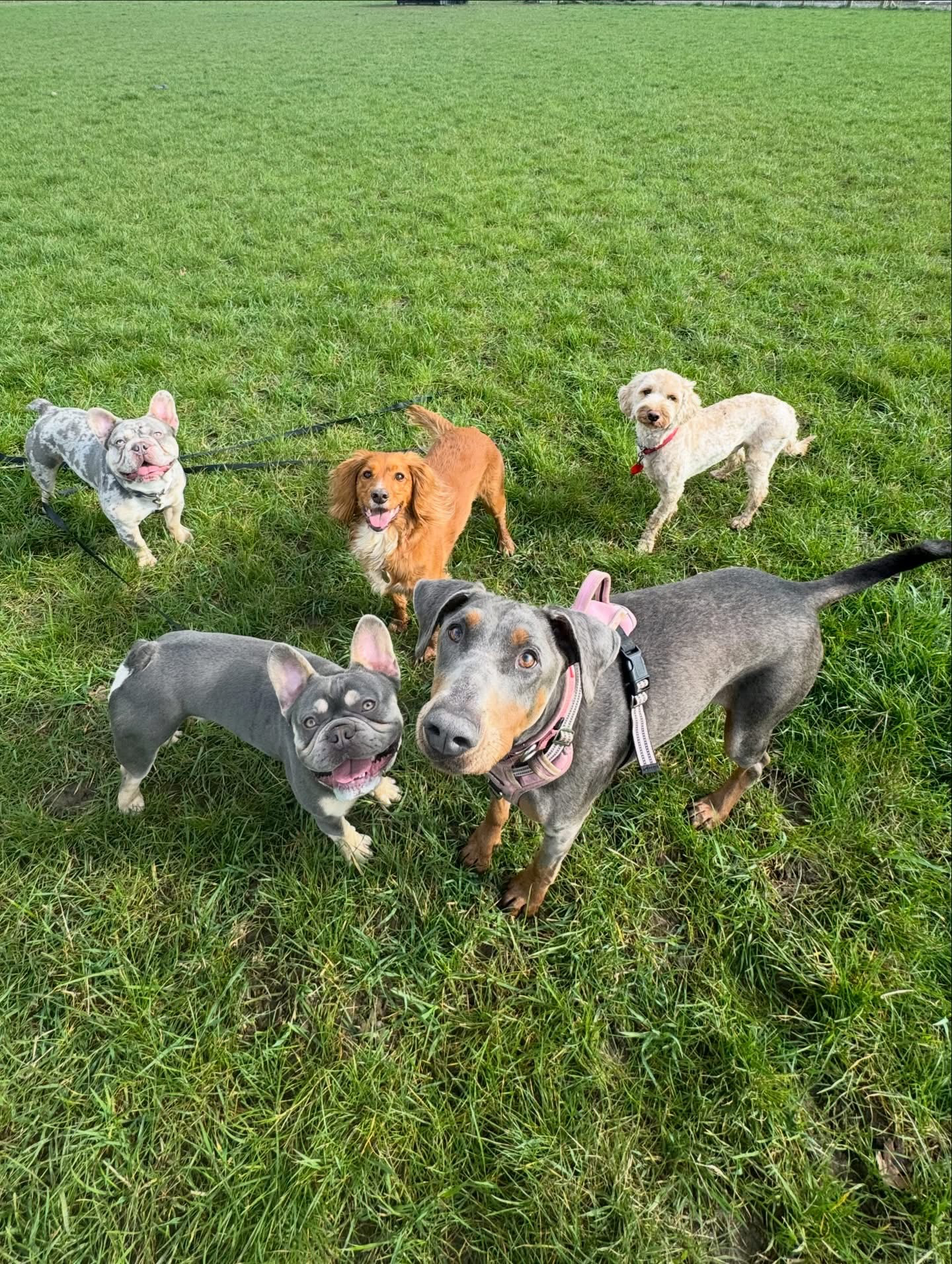 Dogs out with Wright's Dog Walking