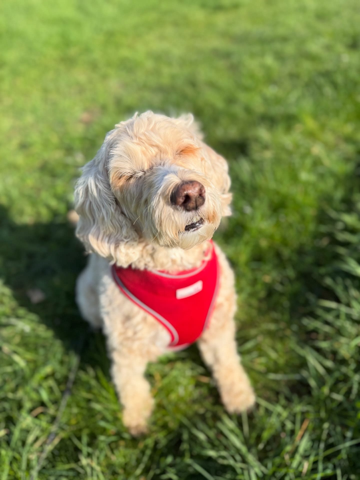 Dogs out with Wright's Dog Walking