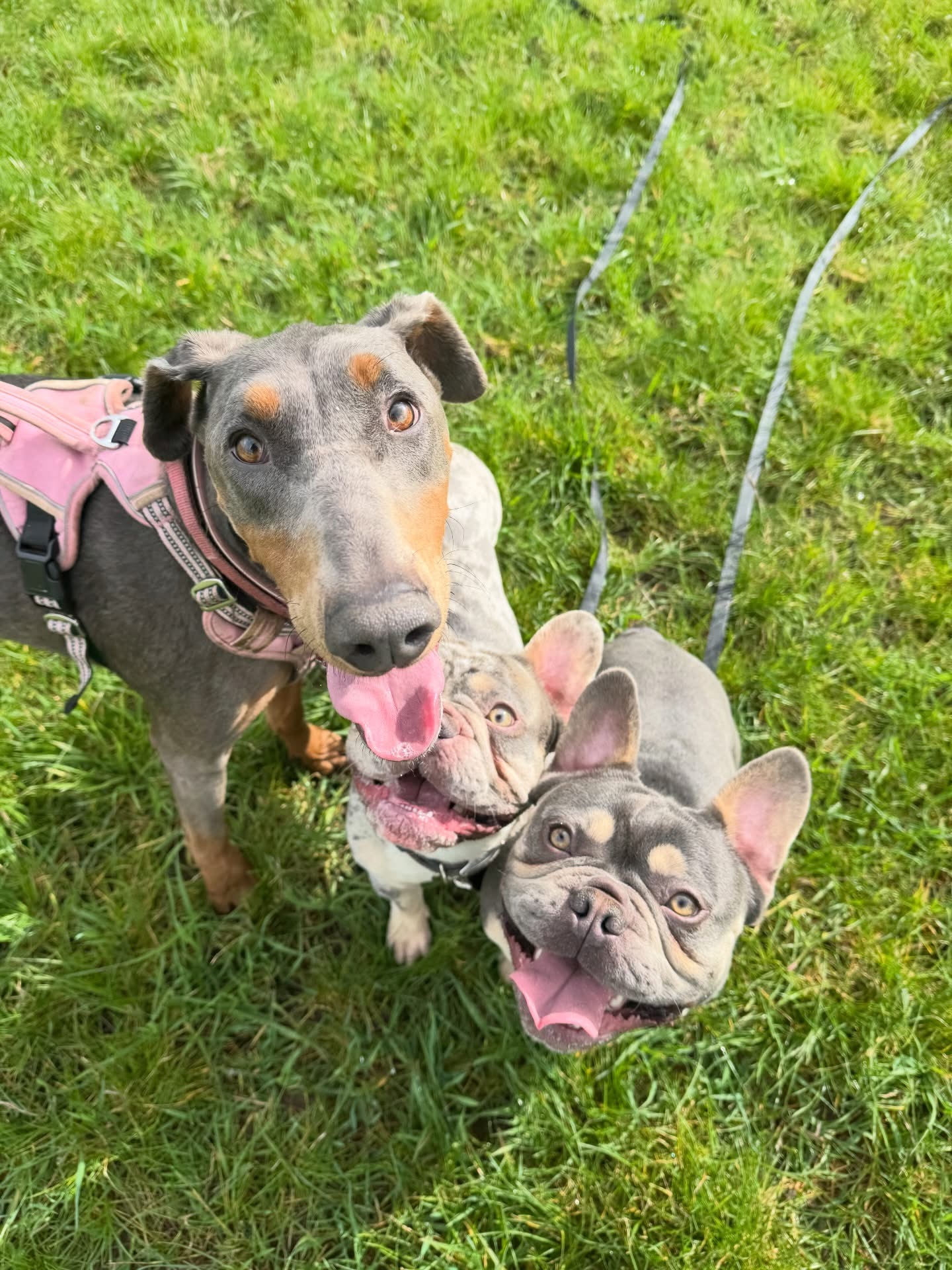 Dogs out with Wright's Dog Walking
