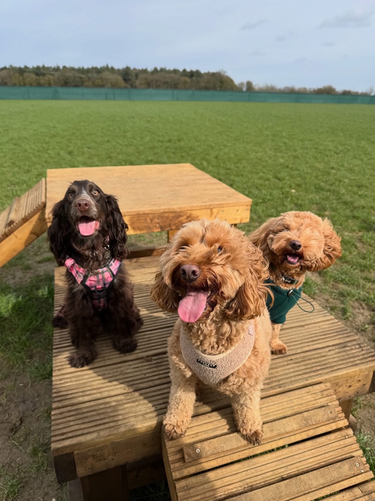 Dogs out with Wright's Dog Walking