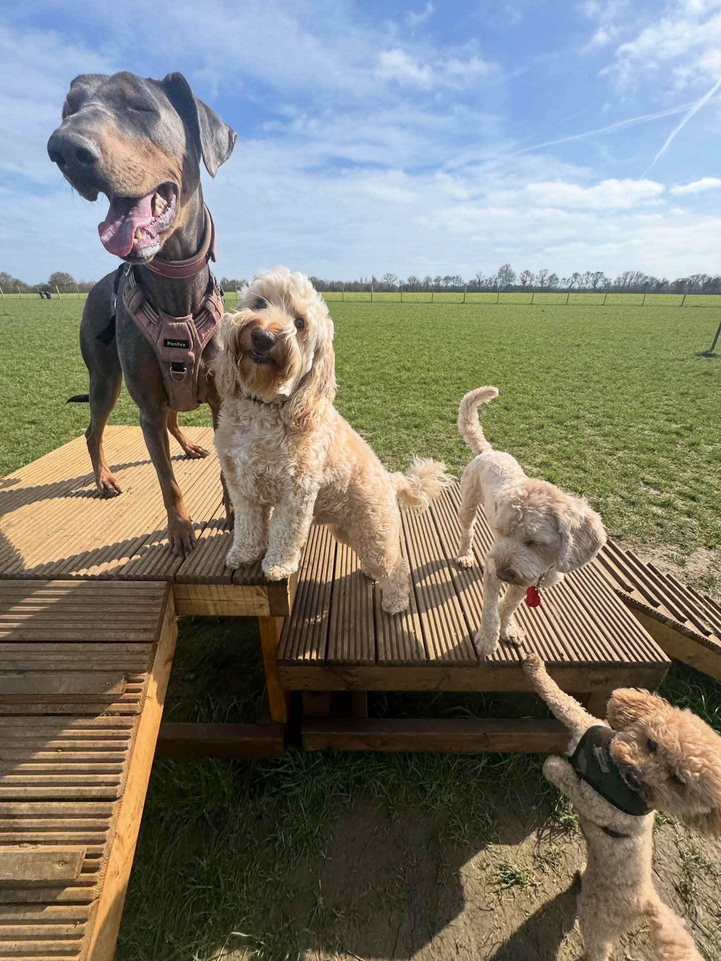 Dogs out with Wright's Dog Walking