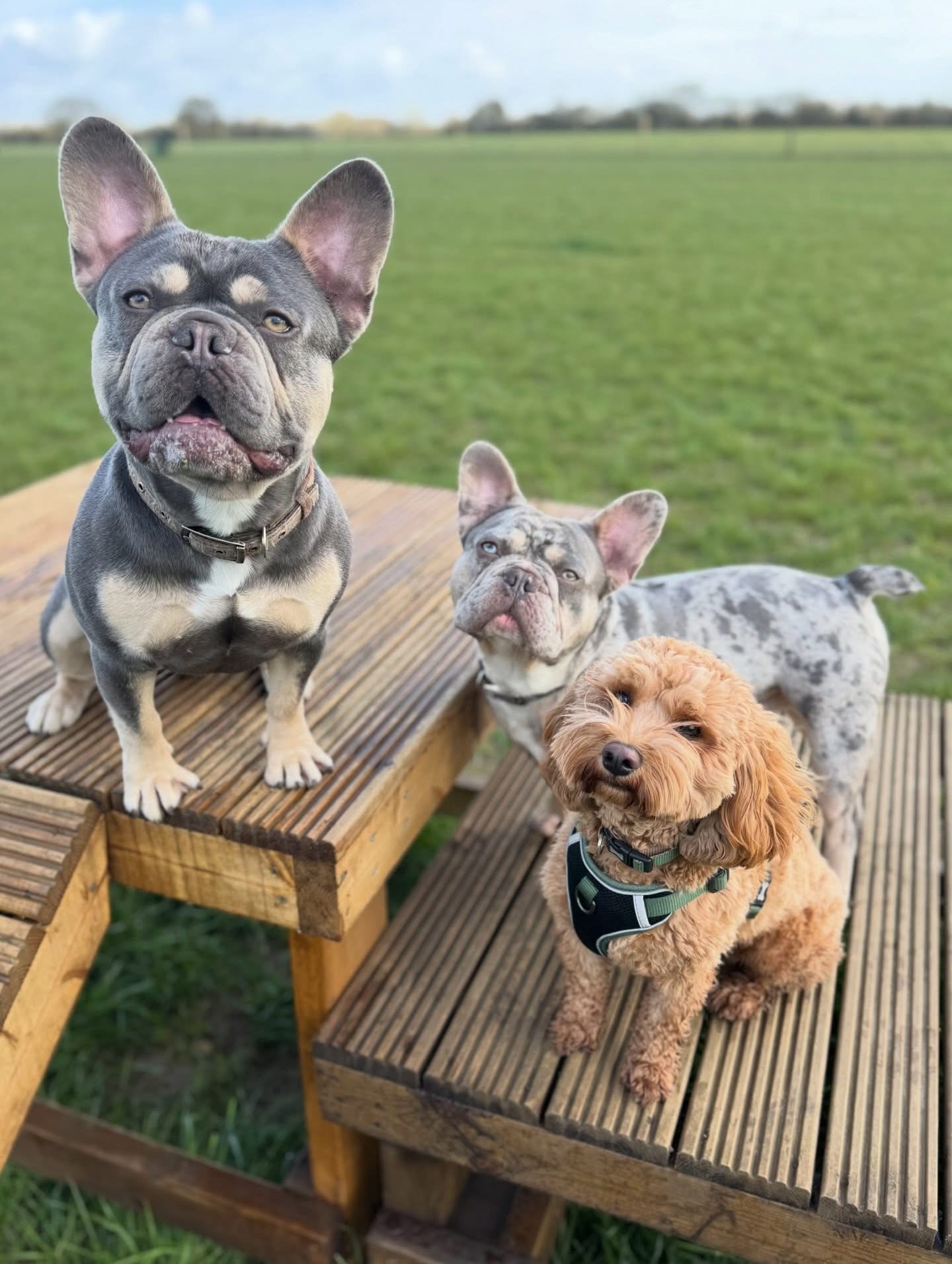 Dogs out with Wright's Dog Walking