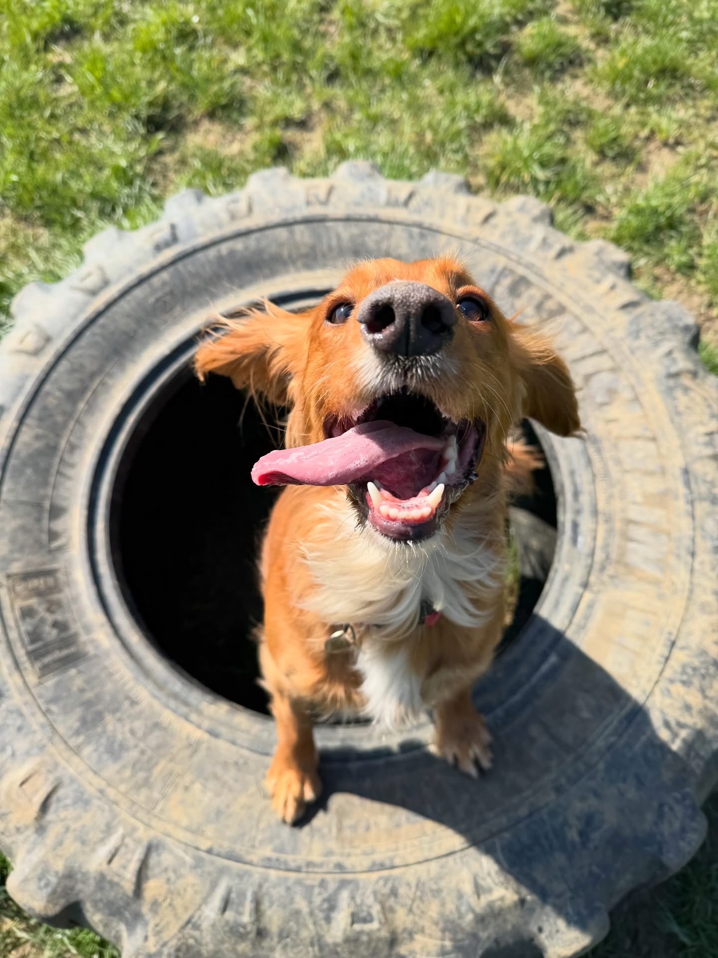 Dogs out with Wright's Dog Walking
