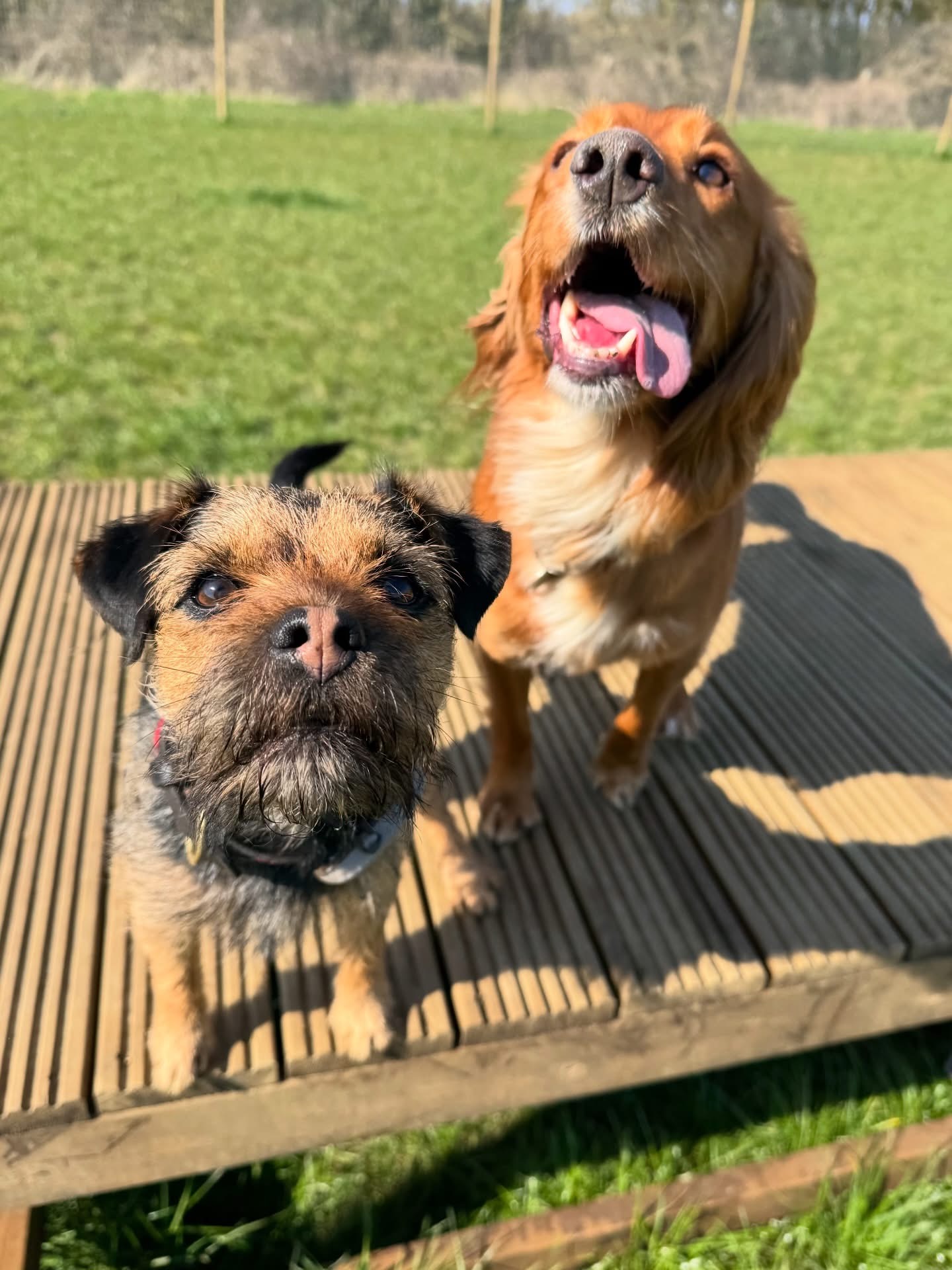 Dogs out with Wright's Dog Walking