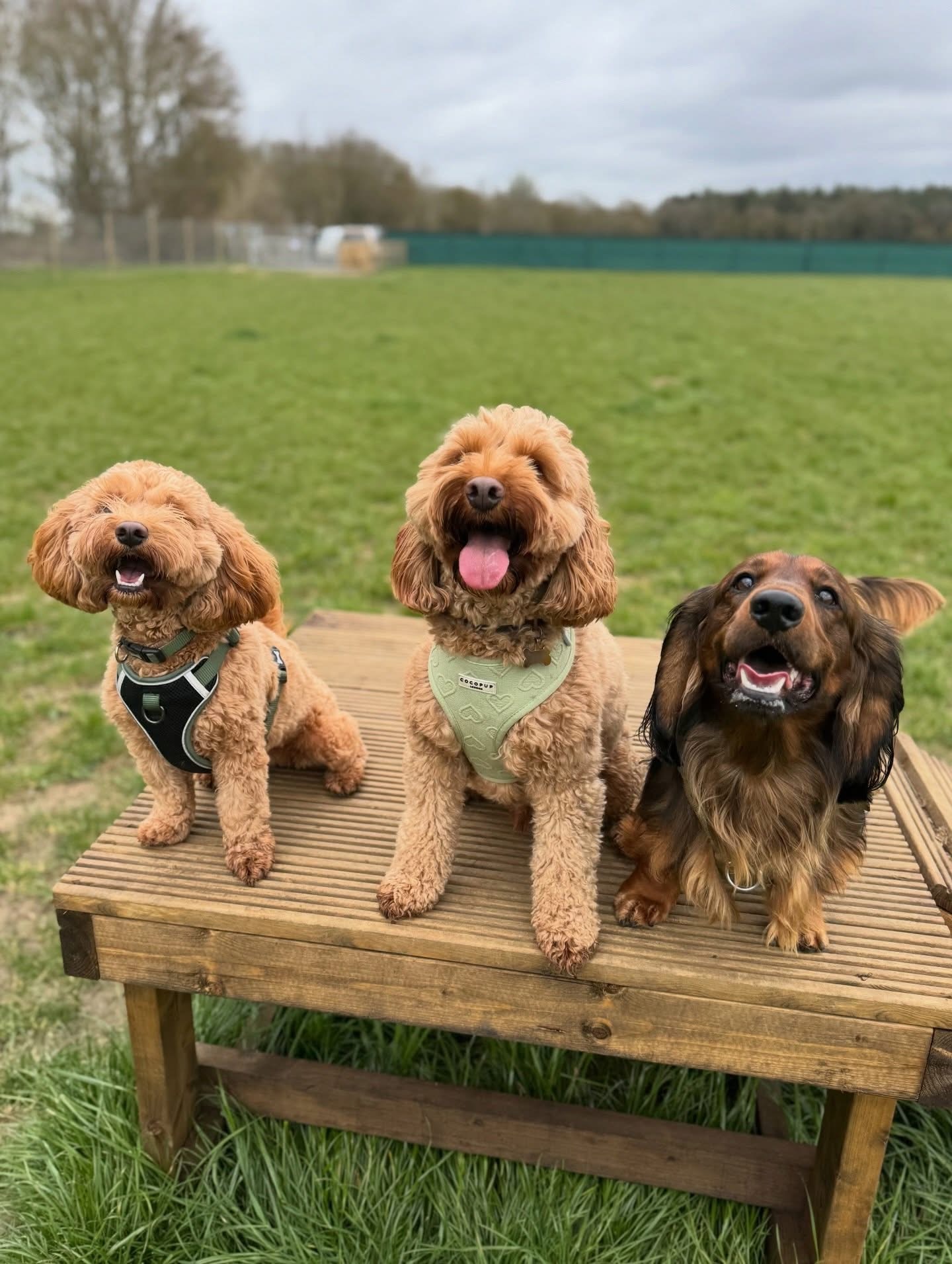 Dogs out with Wright's Dog Walking