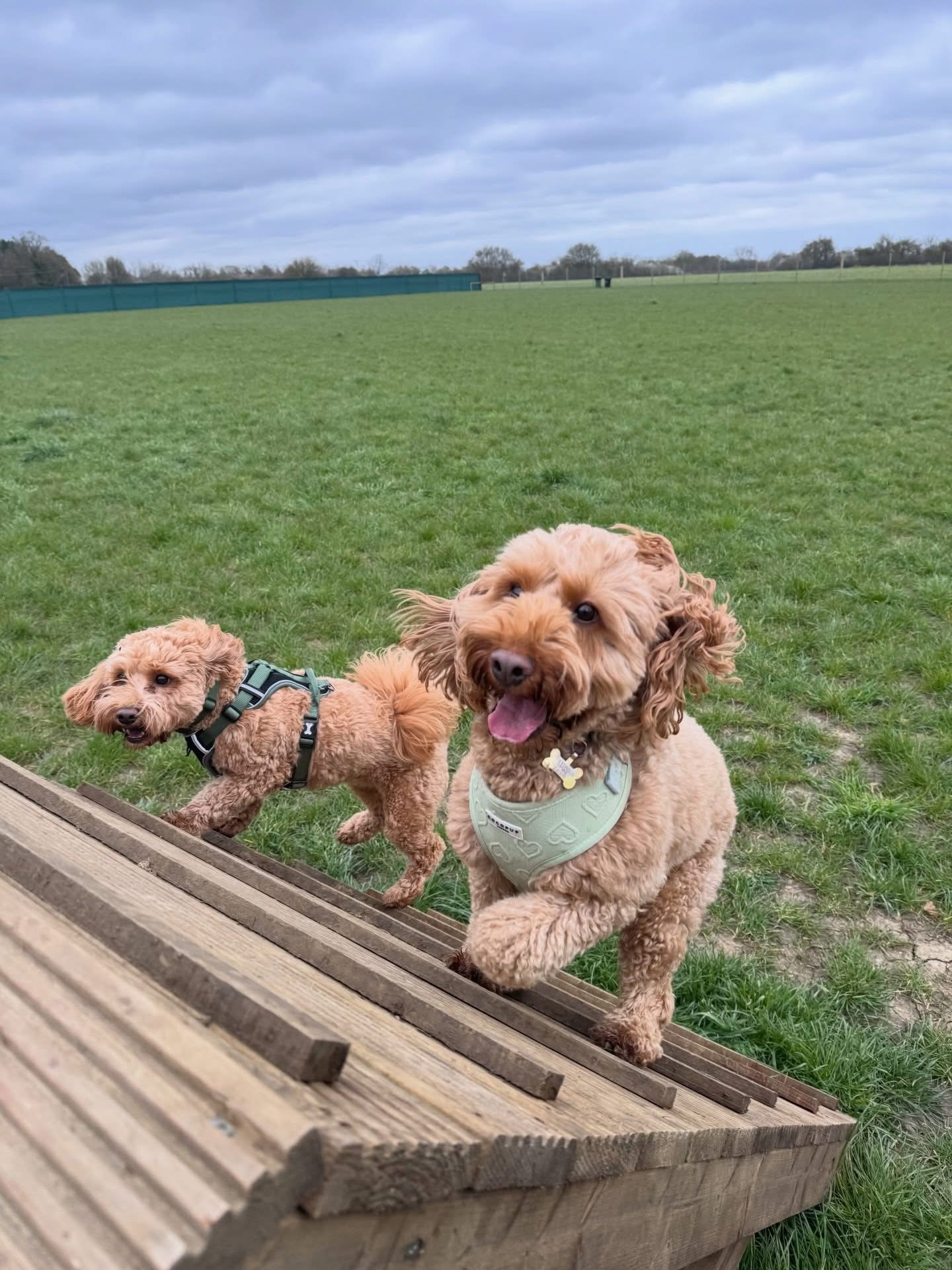 Dogs out with Wright's Dog Walking
