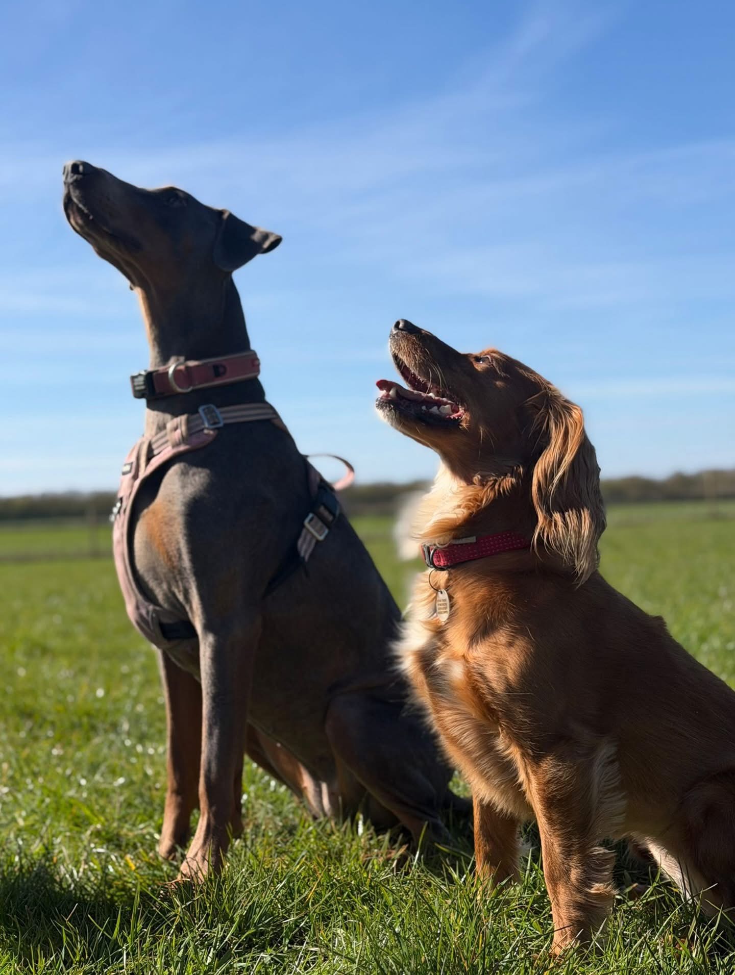 Dogs out with Wright's Dog Walking
