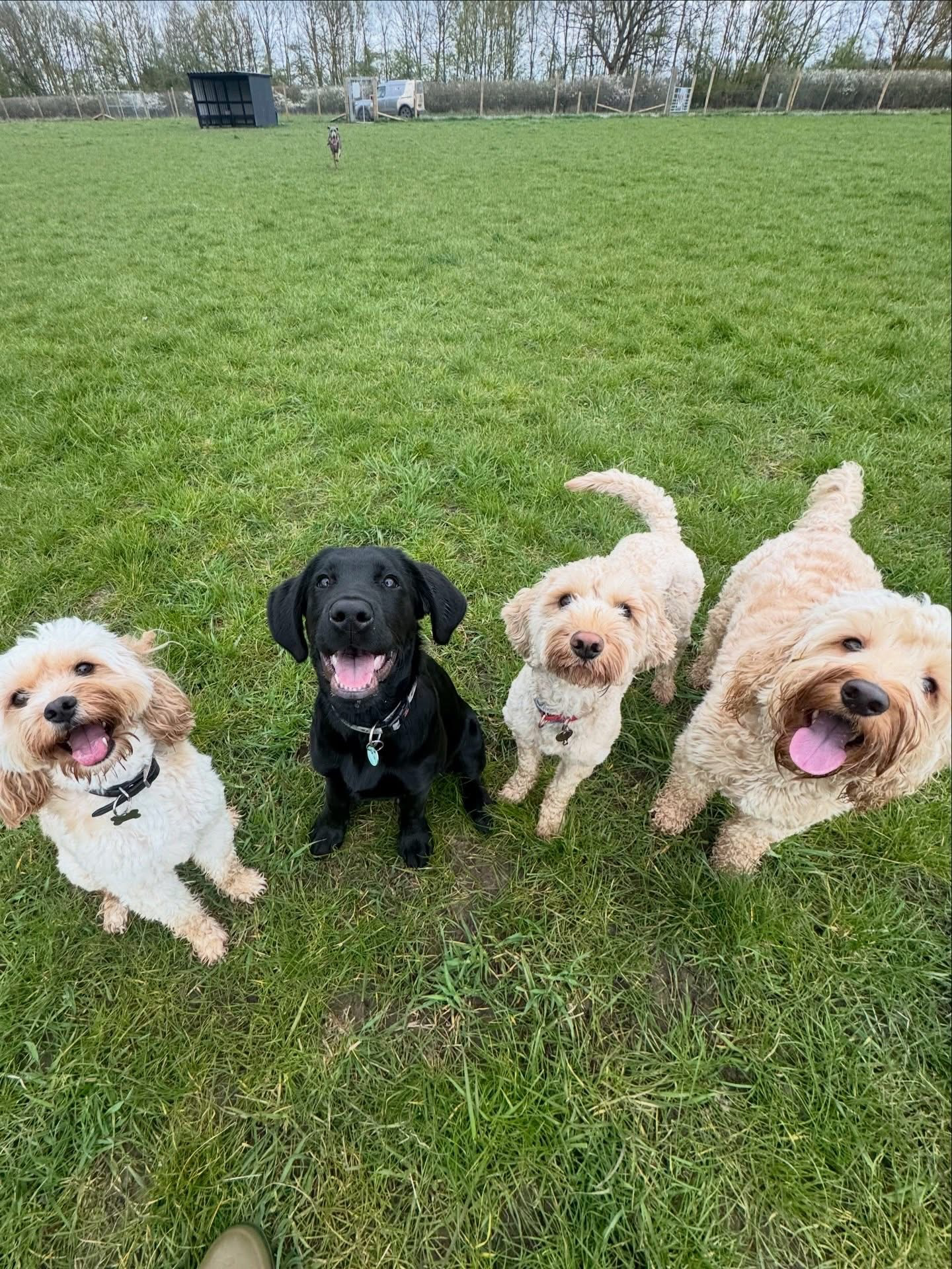 Dogs out with Wright's Dog Walking