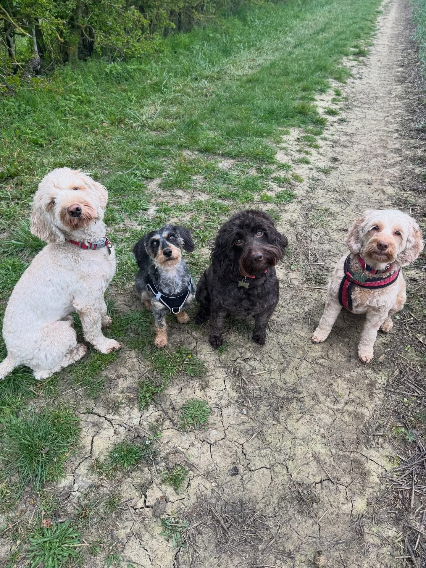 Dogs out with Wright's Dog Walking