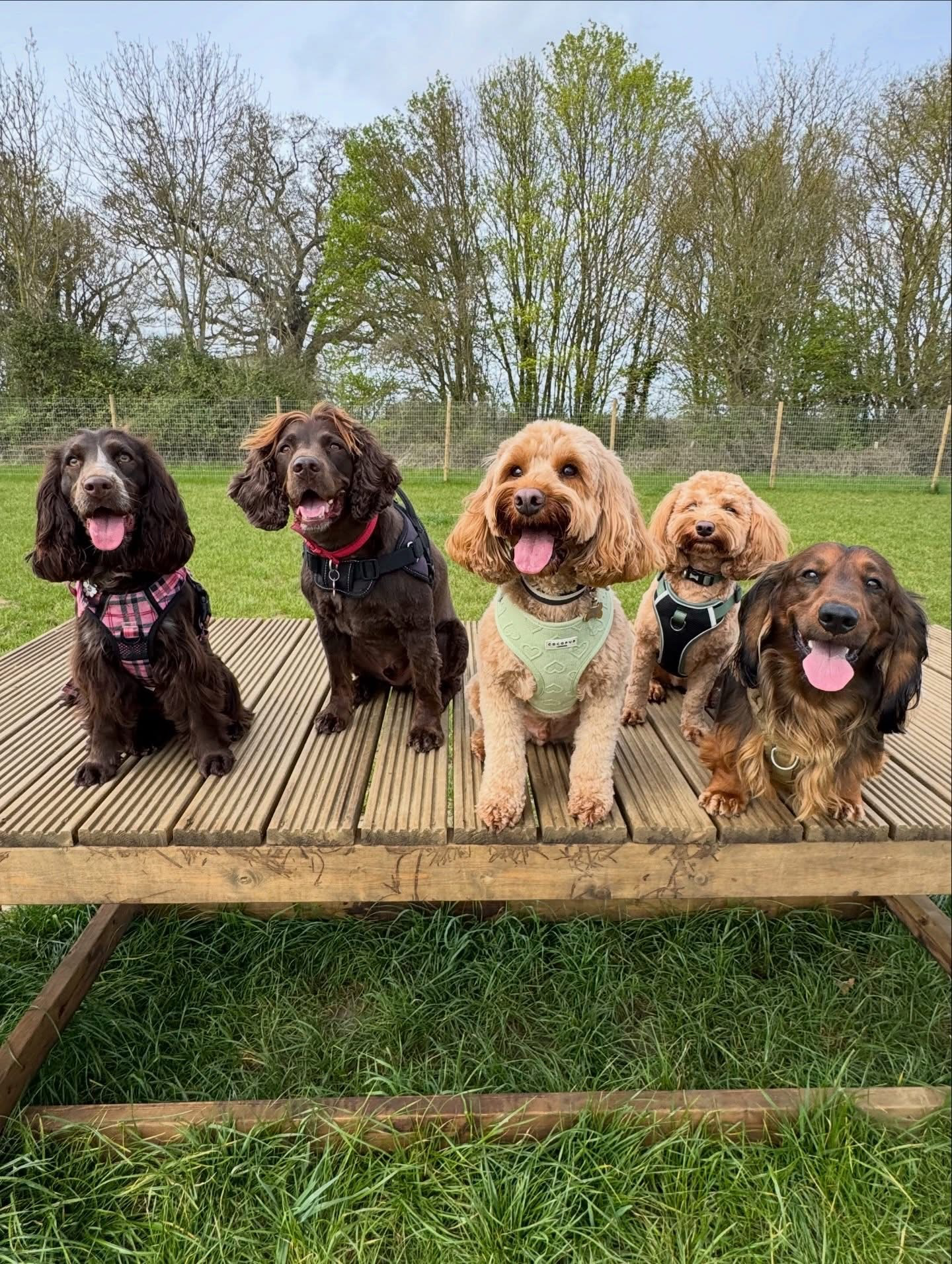 Dogs out with Wright's Dog Walking
