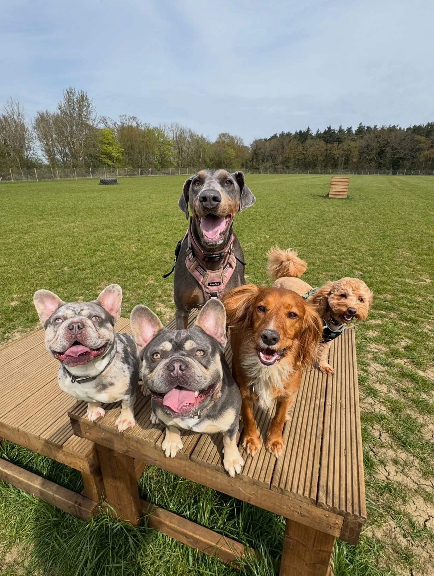 Dogs out with Wright's Dog Walking