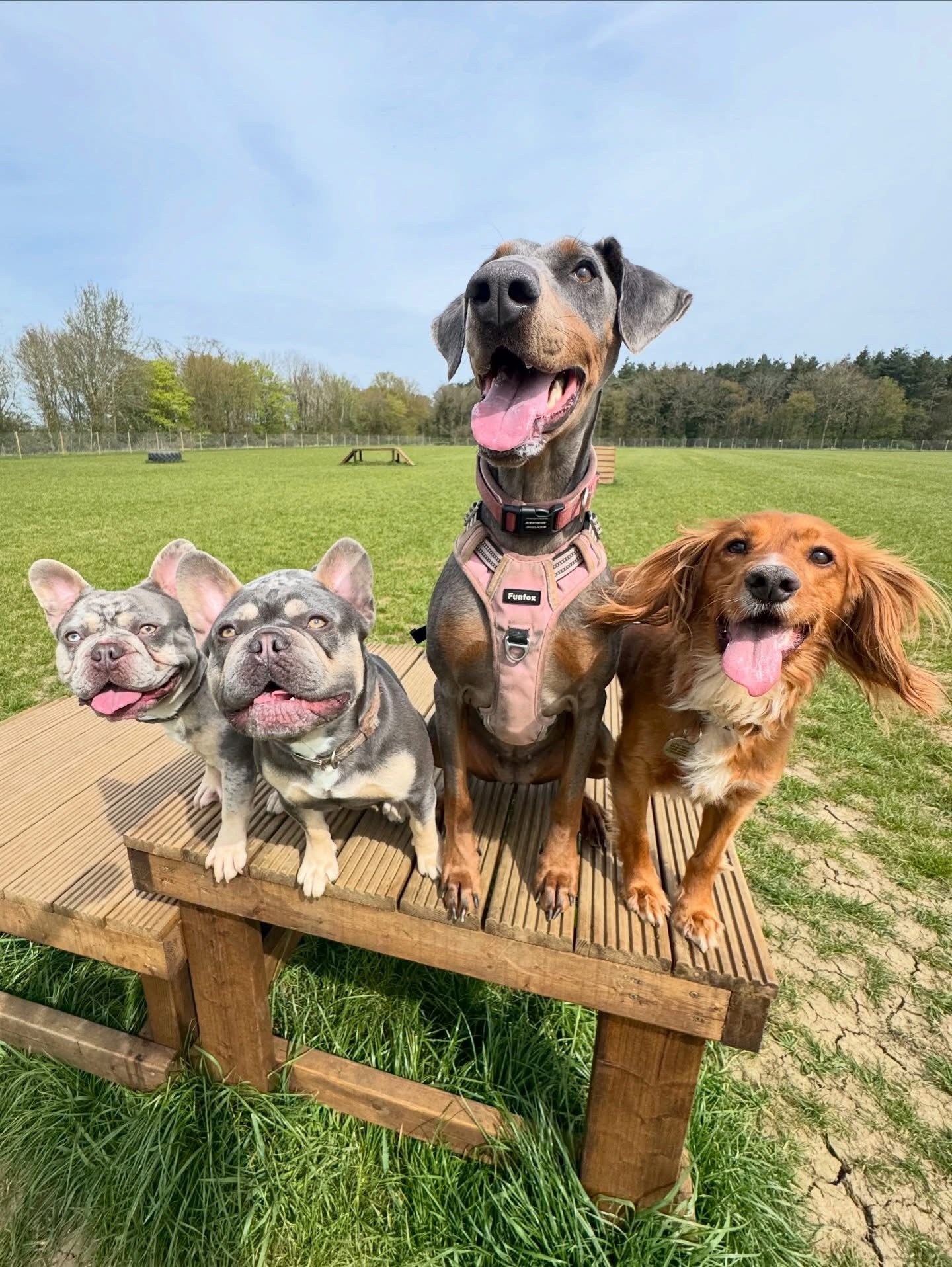 Dogs out with Wright's Dog Walking