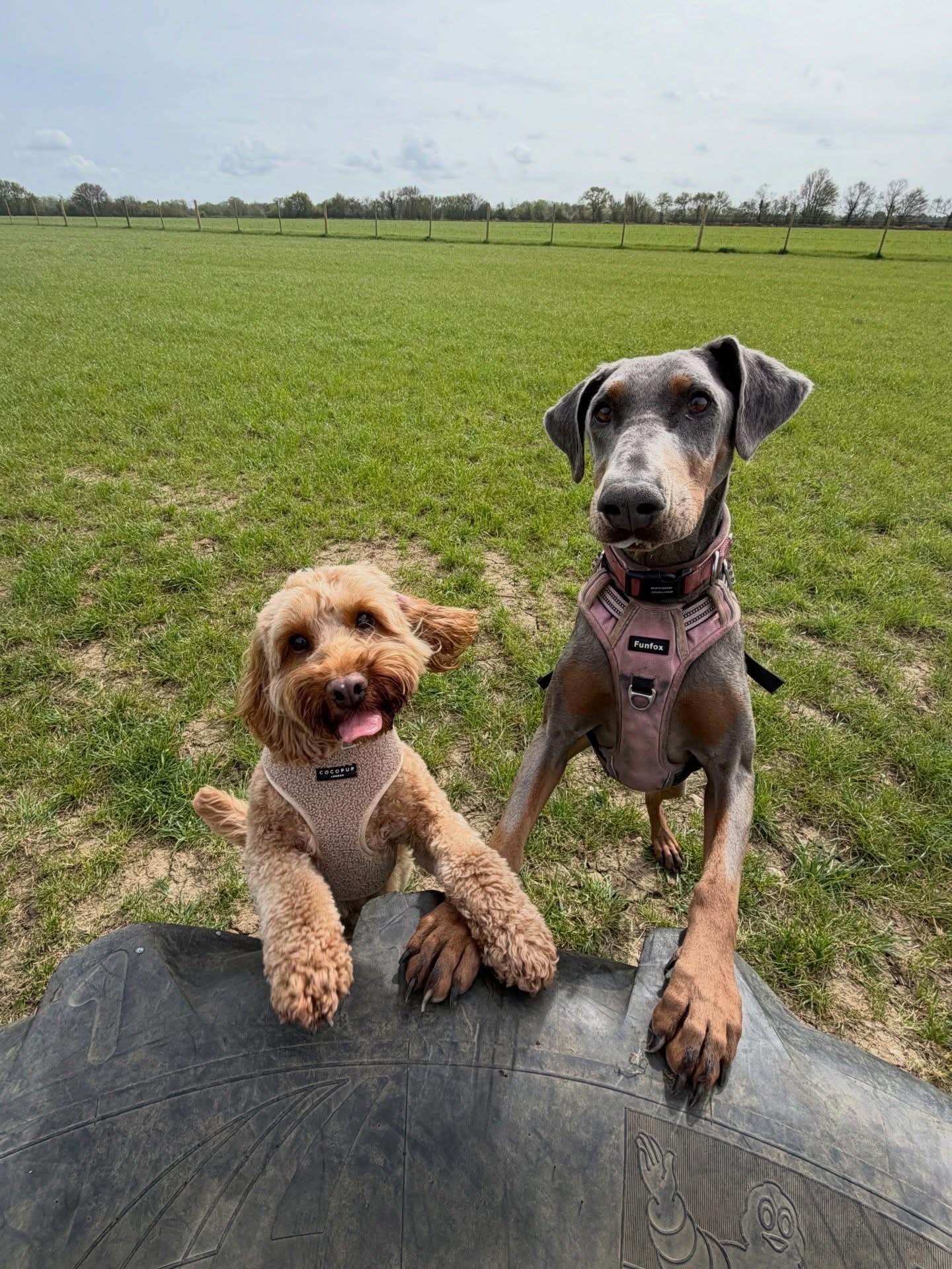 Dogs out with Wright's Dog Walking