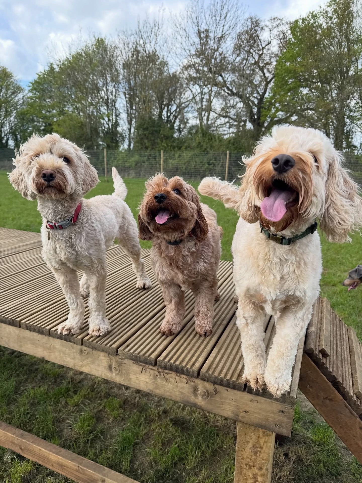 Dogs out with Wright's Dog Walking