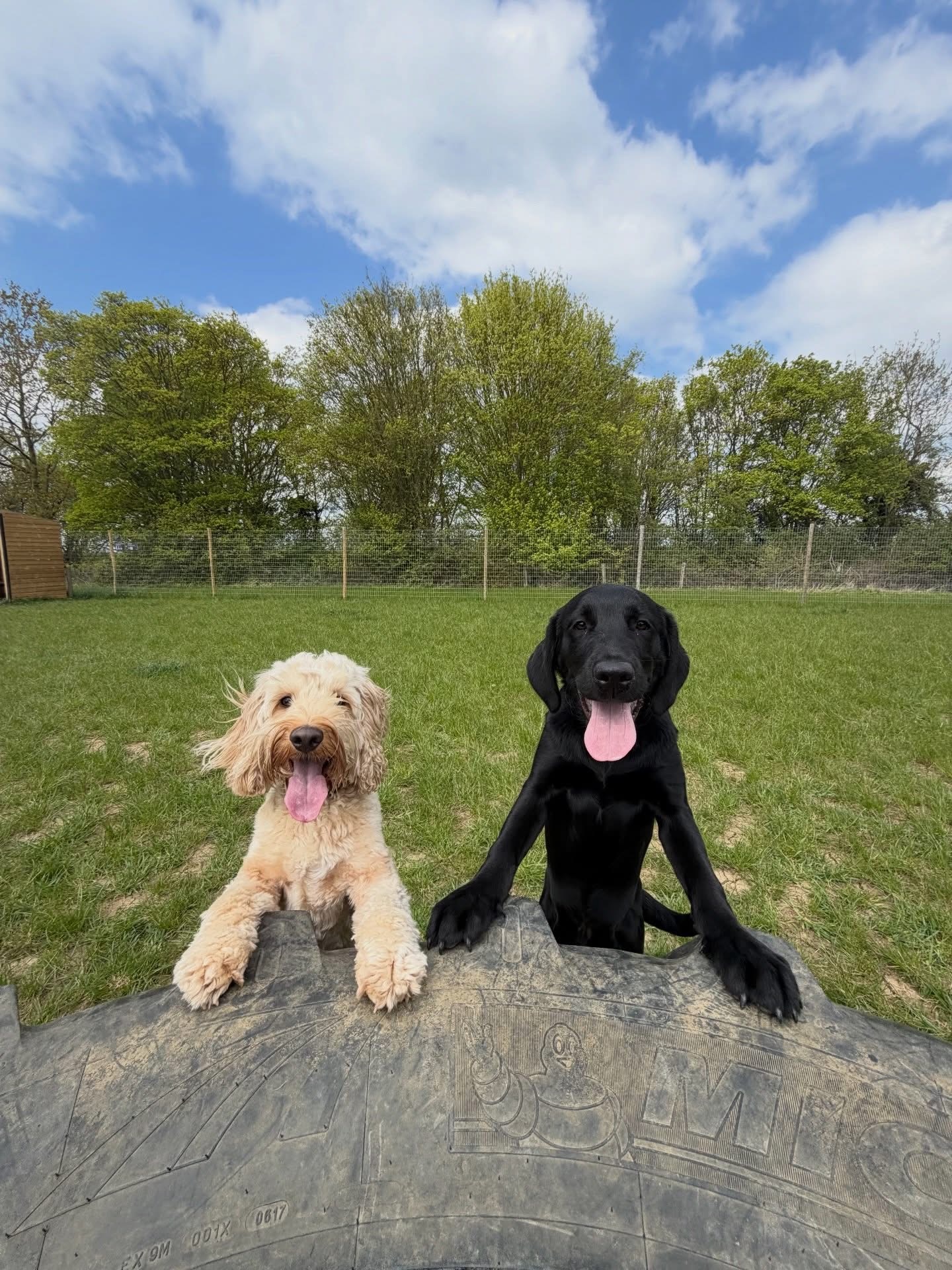 Dogs out with Wright's Dog Walking