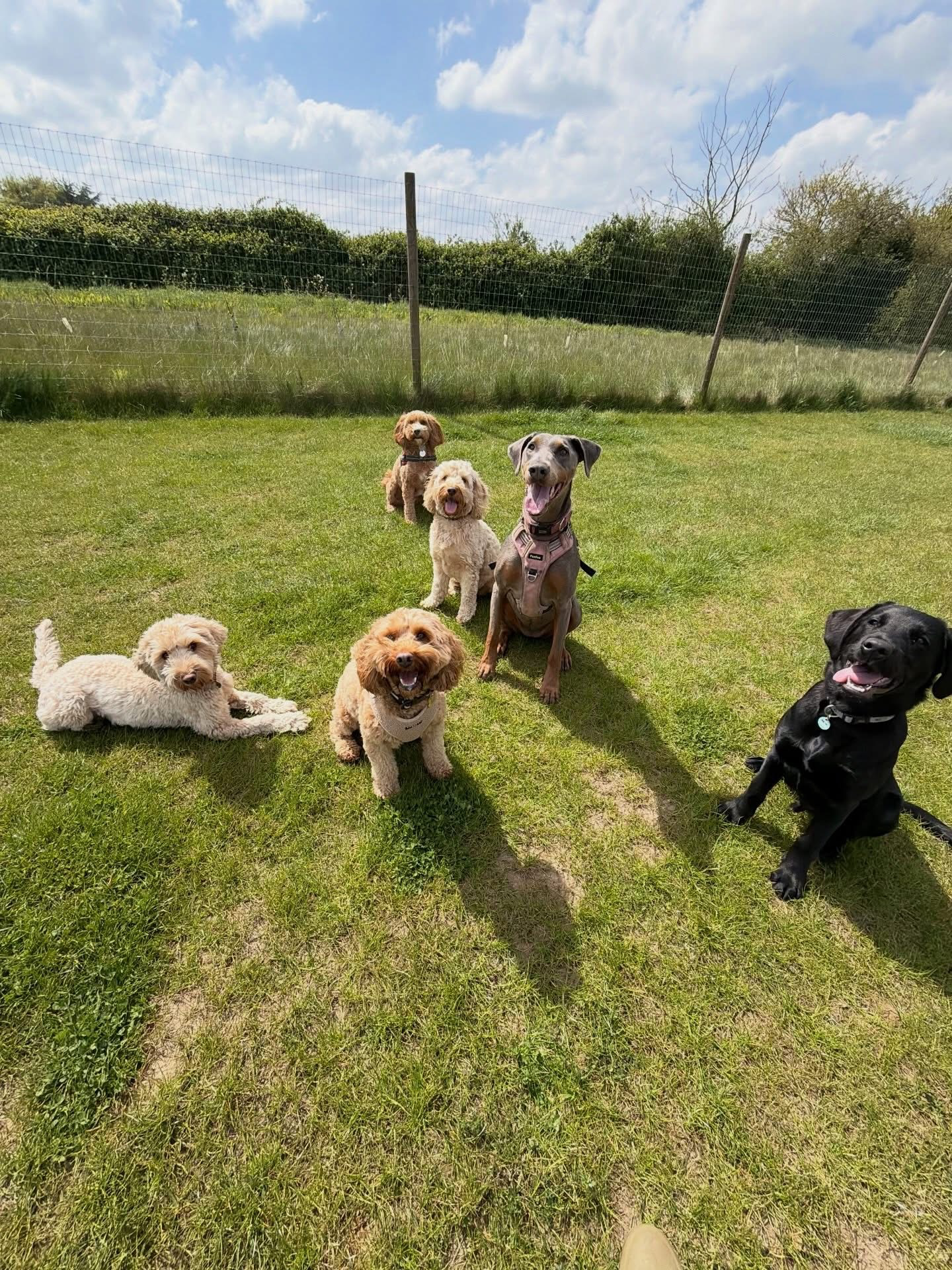 Dogs out with Wright's Dog Walking