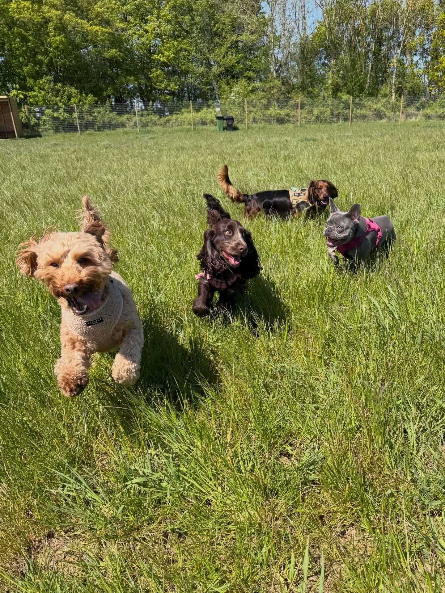 Dogs out with Wright's Dog Walking