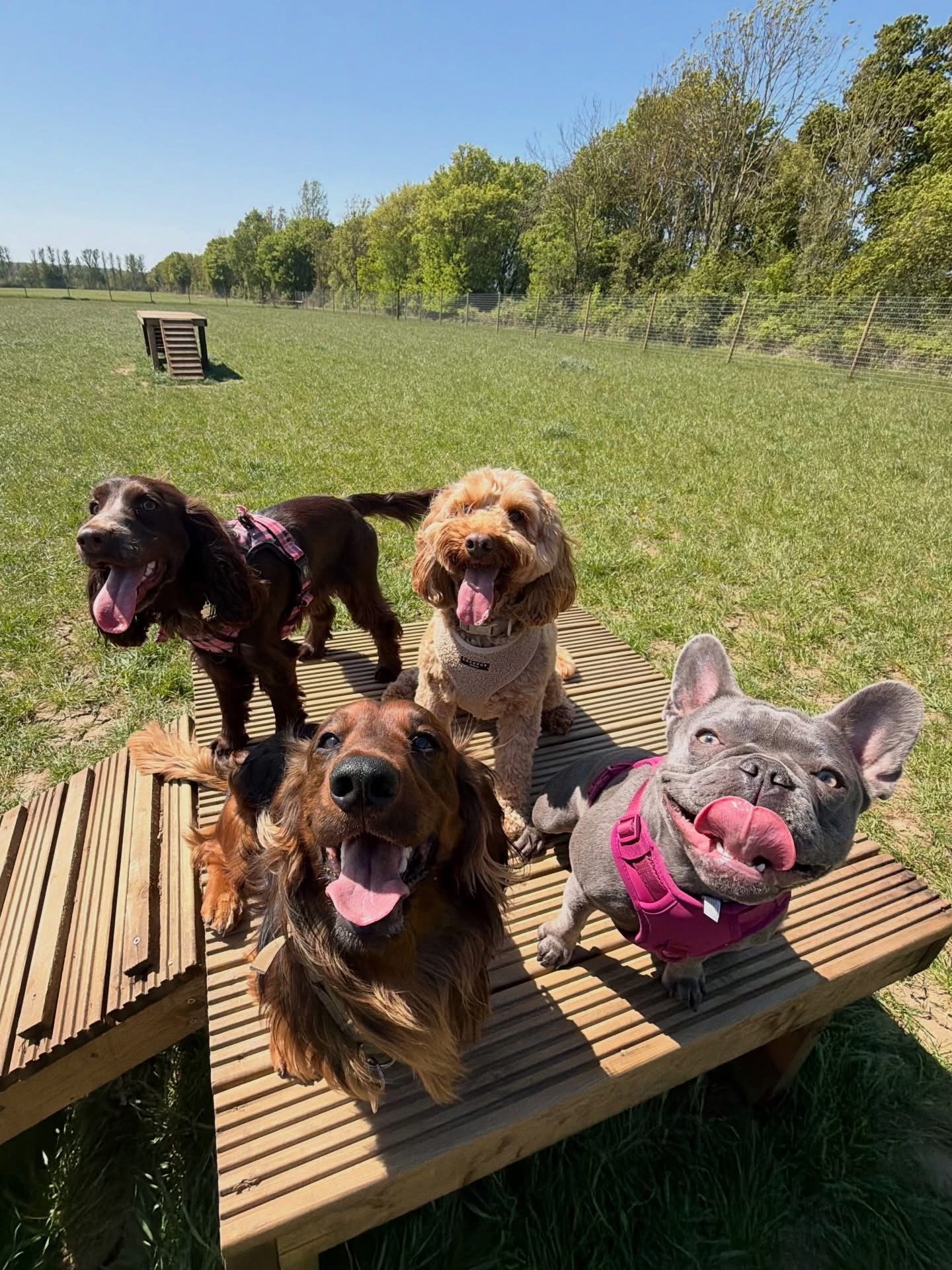 Dogs out with Wright's Dog Walking