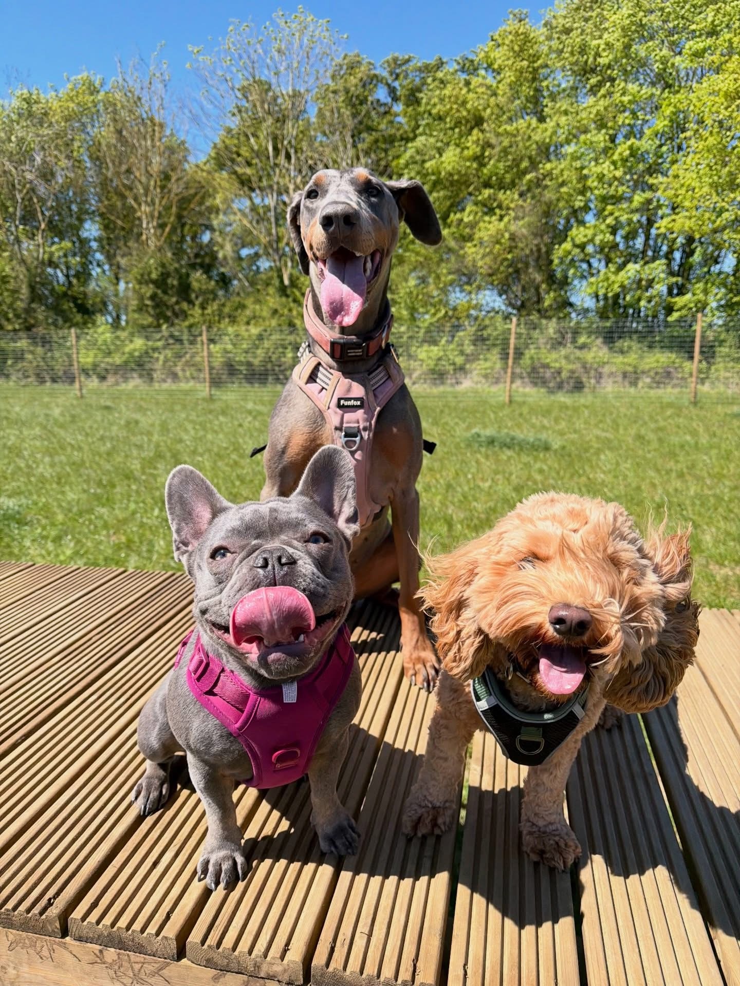 Dogs out with Wright's Dog Walking