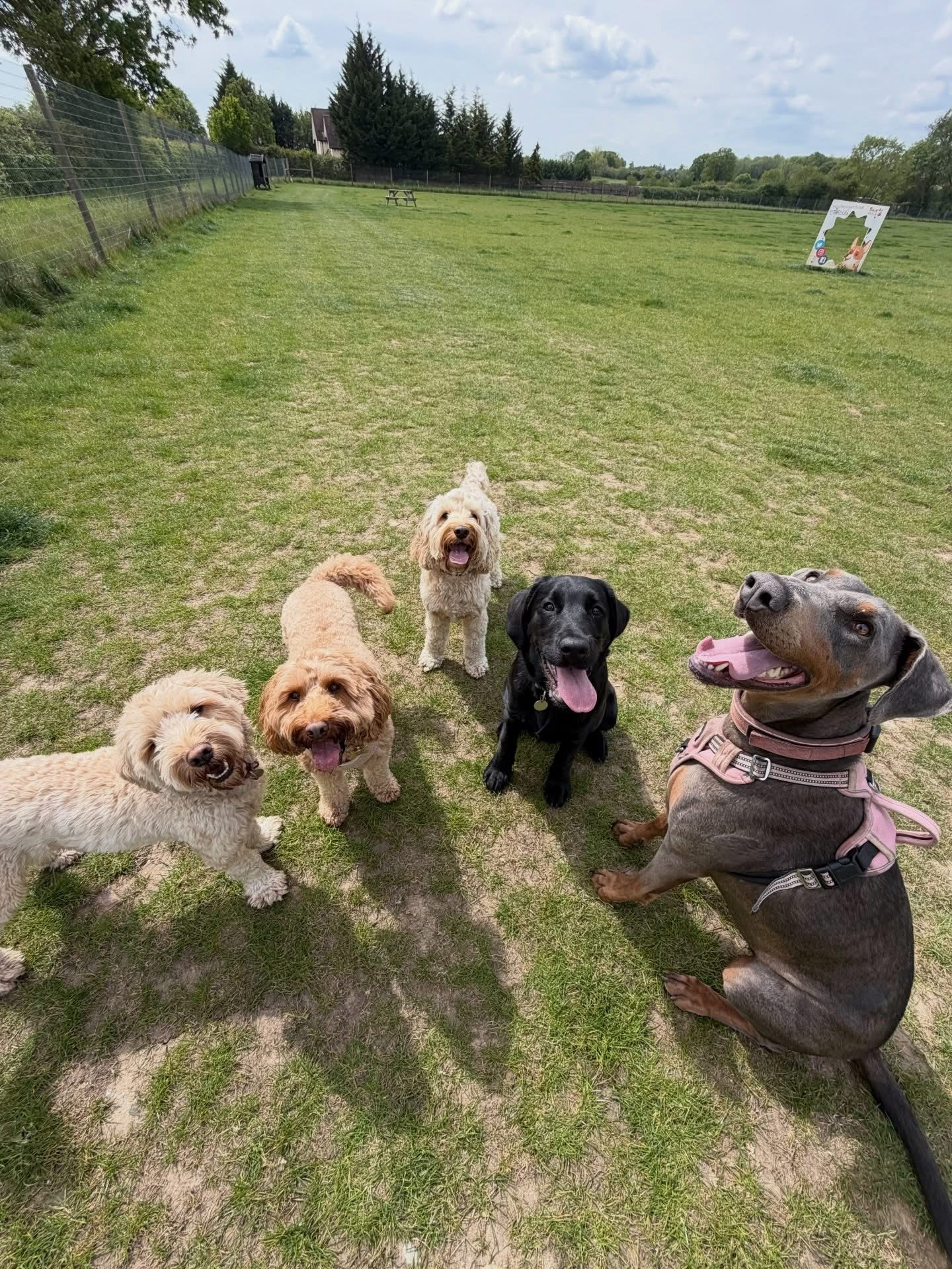 Dogs out with Wright's Dog Walking