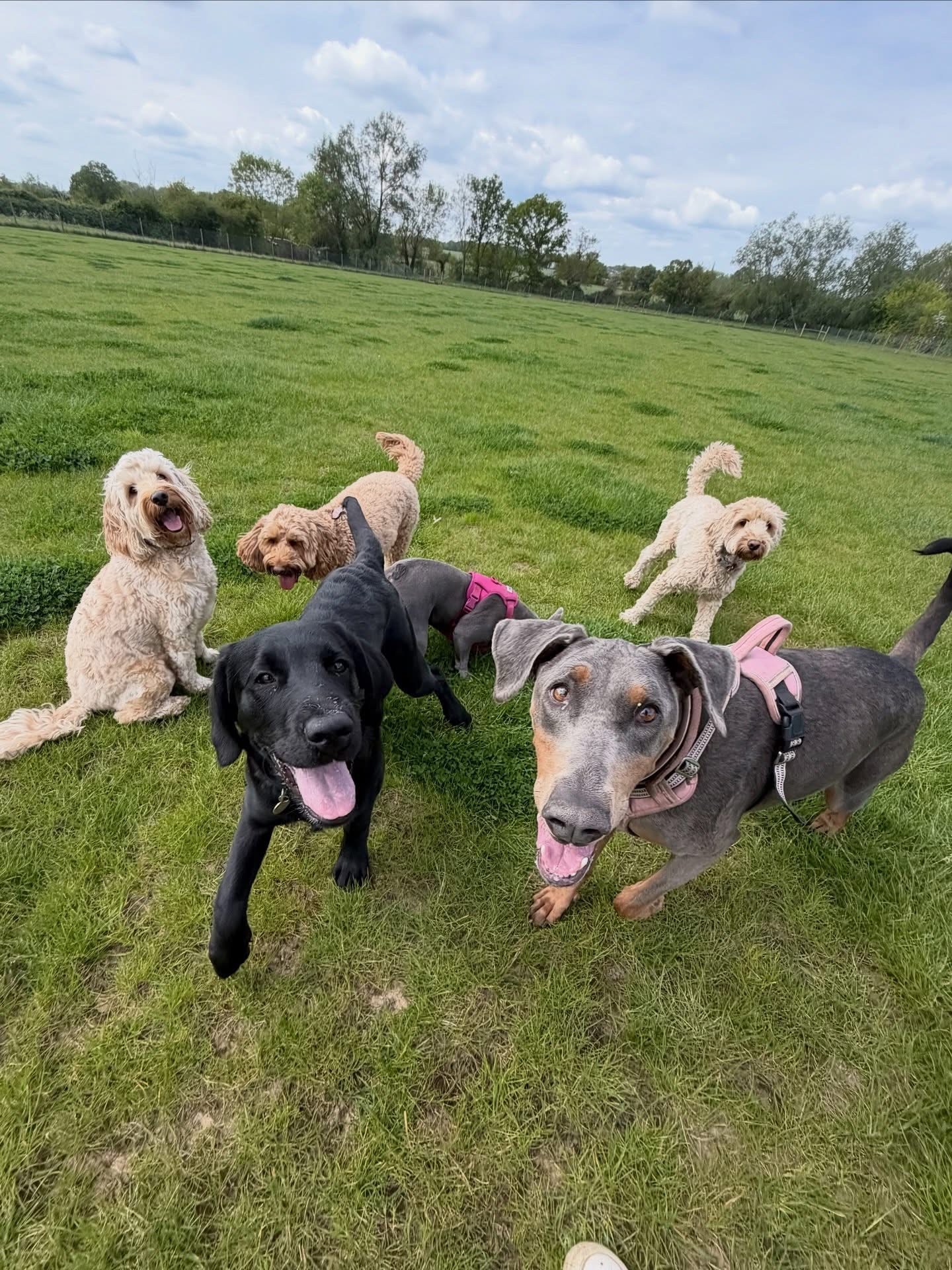 Dogs out with Wright's Dog Walking