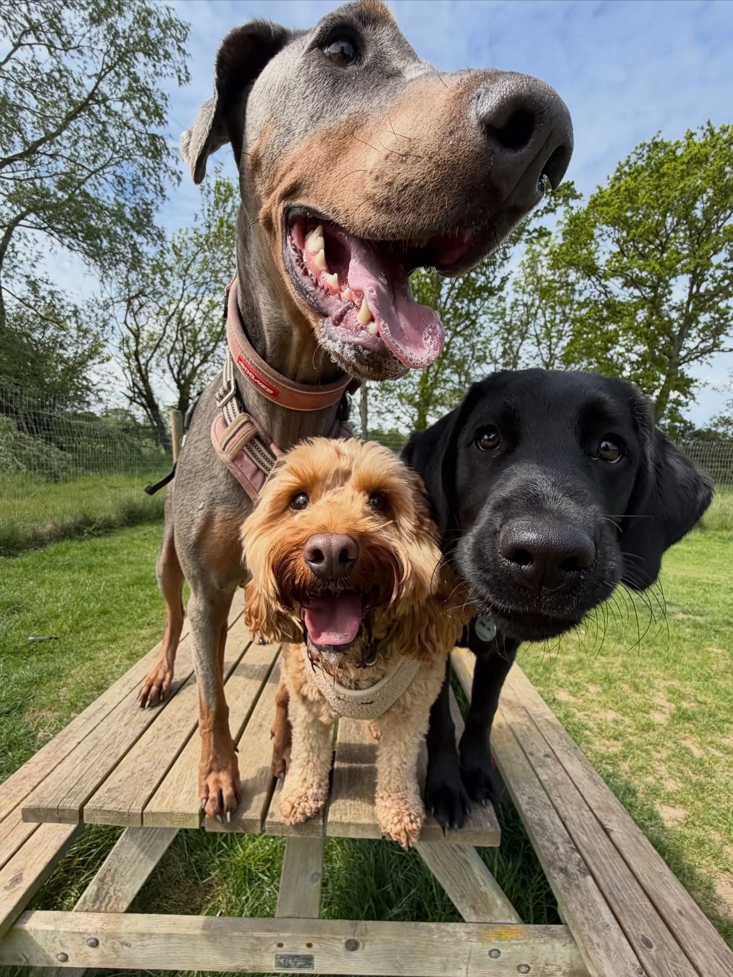 Dogs out with Wright's Dog Walking