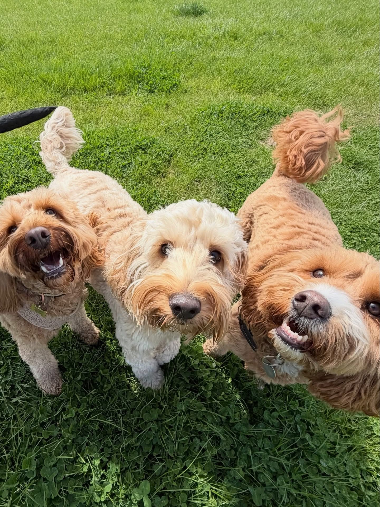 Dogs out with Wright's Dog Walking